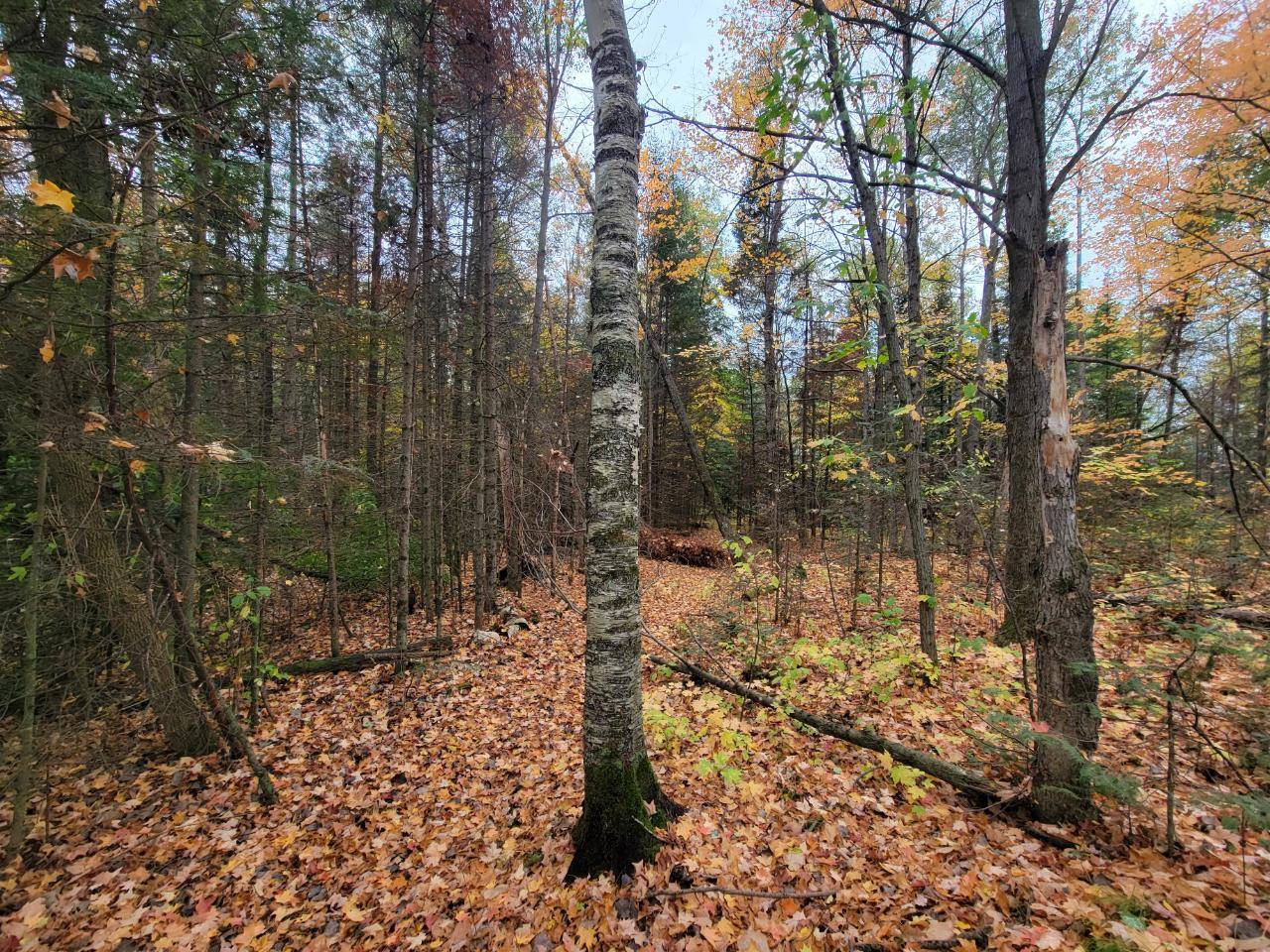 Deerbrook, WI 54424,ON CTH B #Lot 1