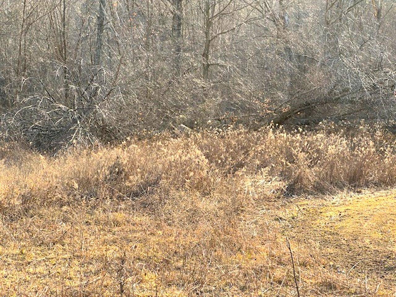 Wittenberg, WI 54499,Lot 6 THORN APPLE DR
