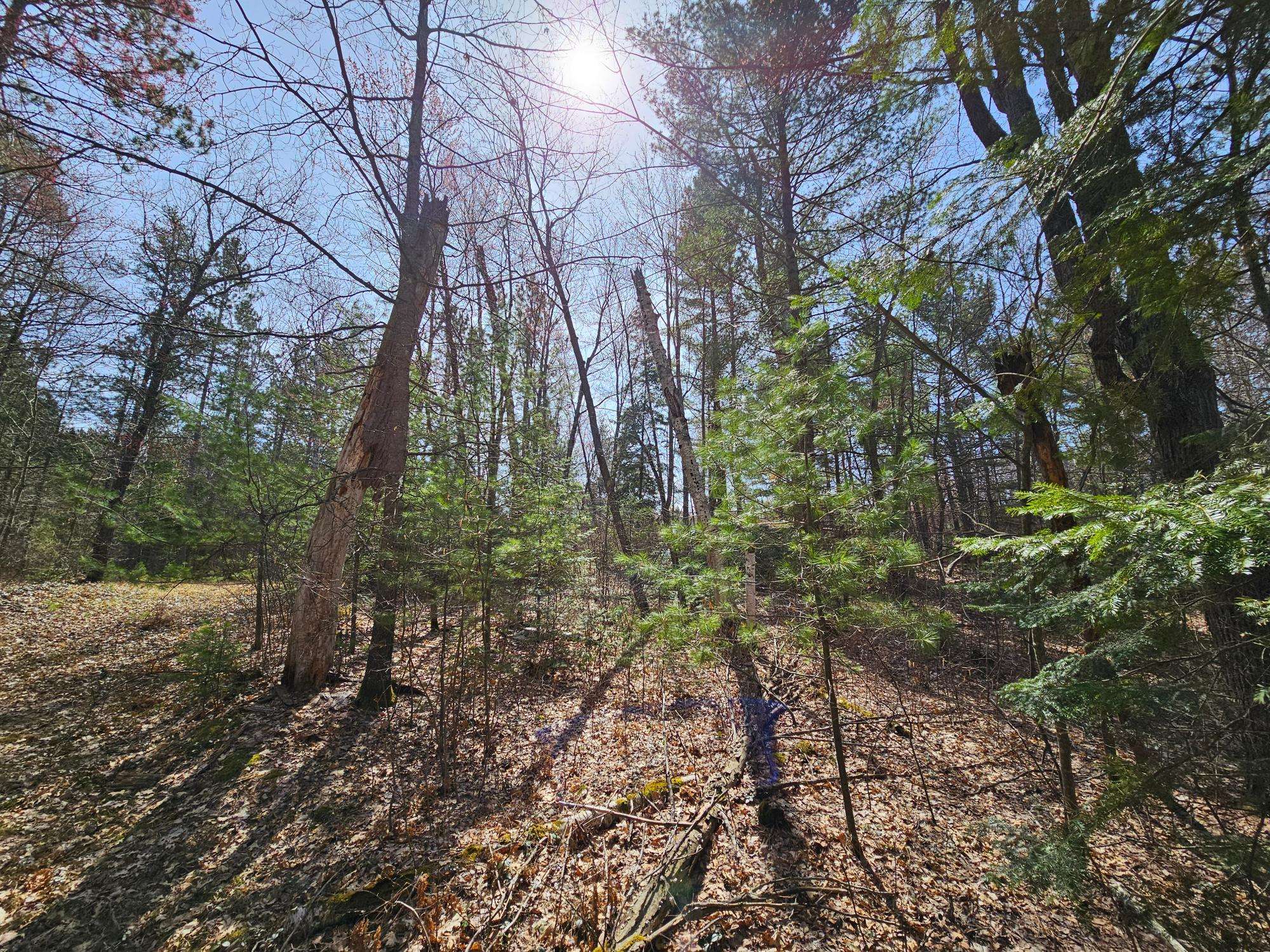 Lake Tomahawk, WI 54521,NEAR JACK PINE FOREST RD