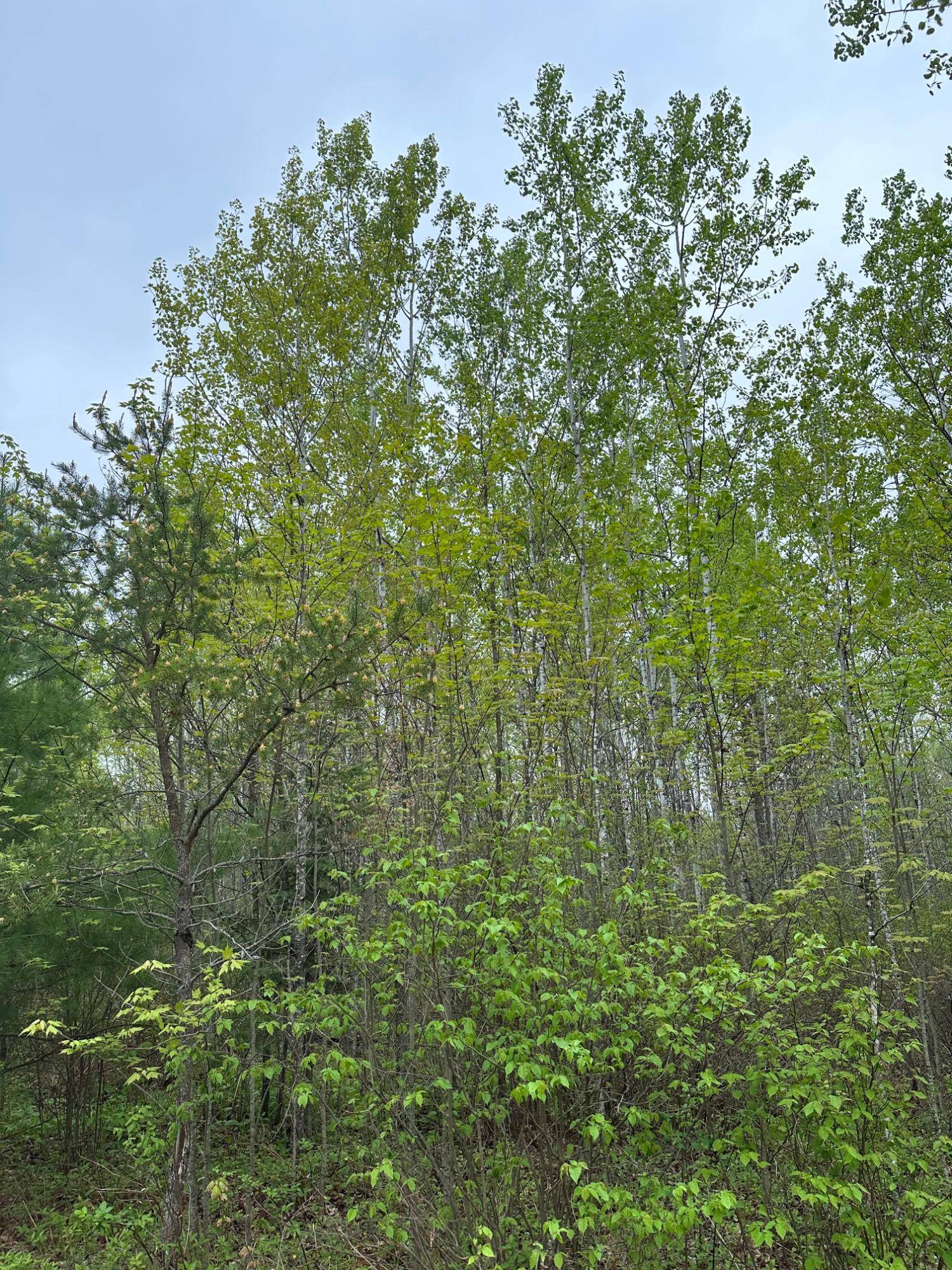 Tomahawk, WI 54487,ON BURROWS LAKE RD #Lot 5