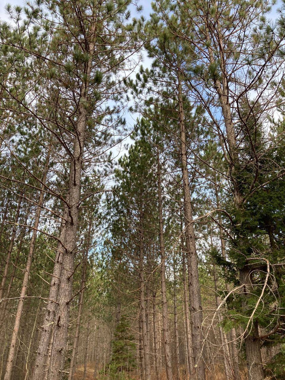 Tomahawk, WI 54487,ON CTH Y