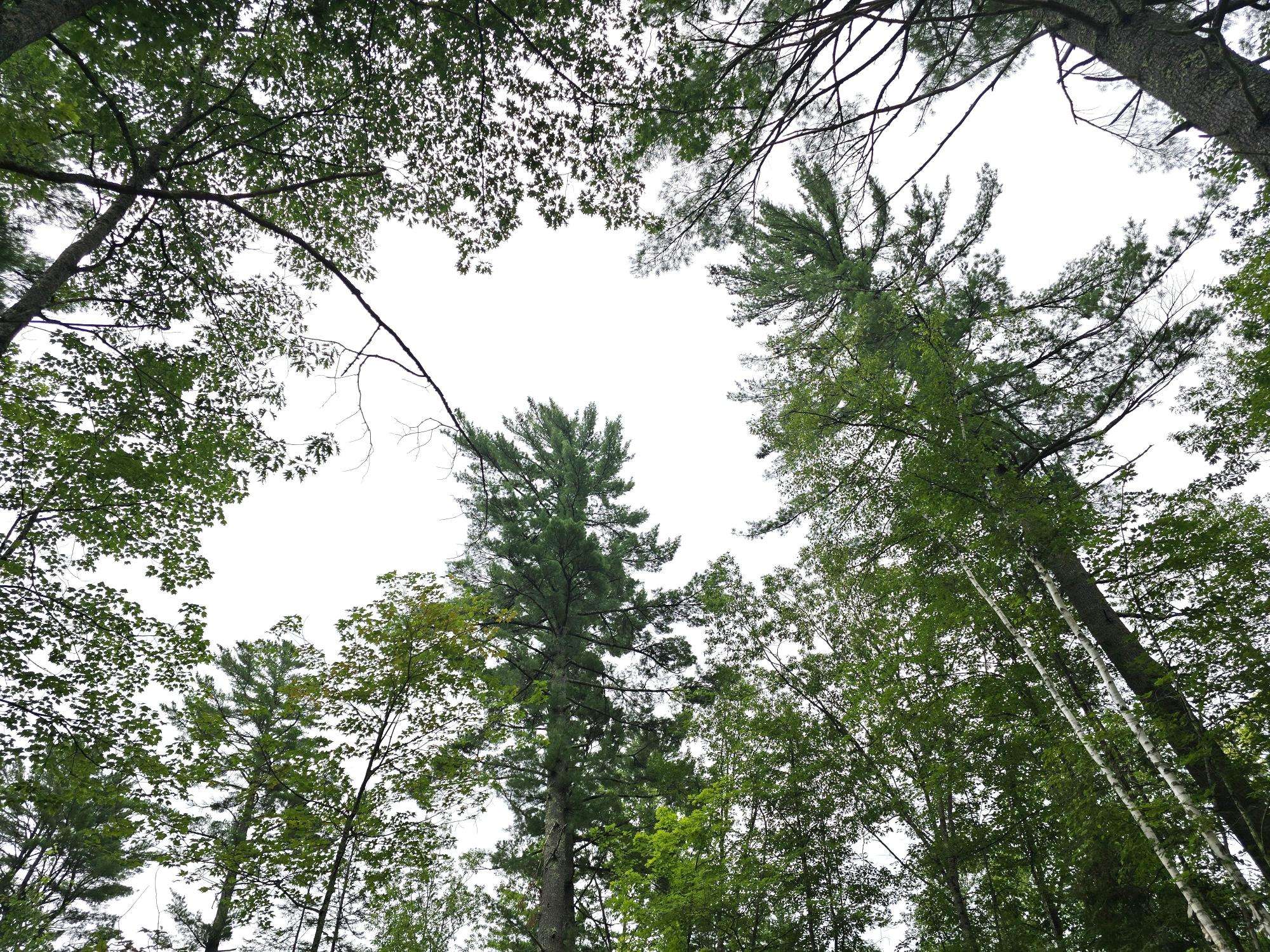 Eagle River, WI 54521,ON DAM RD