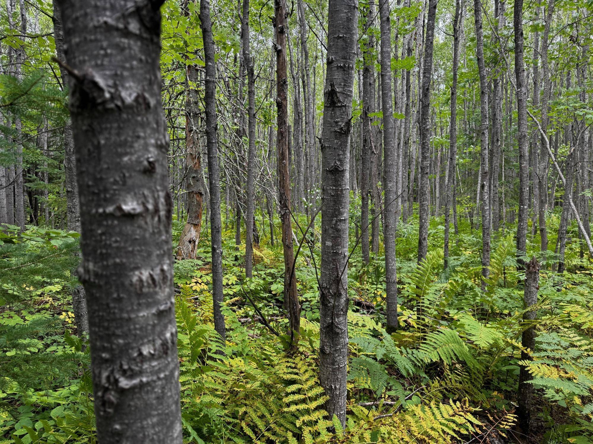 Minocqua, WI 54548,0000 PINE LAKE RD #Lot 1