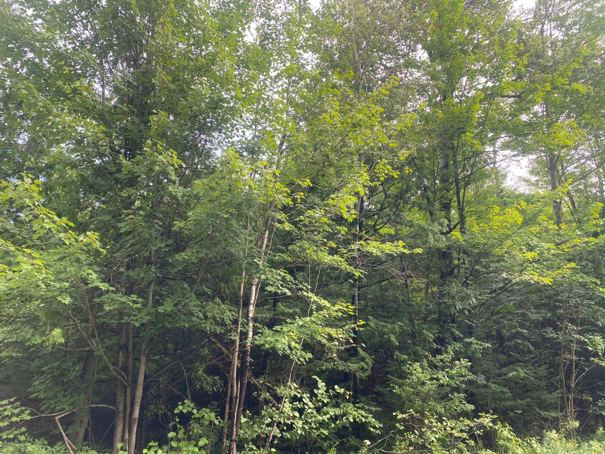 Park Falls, WI 54552,ON MAPLE RIDGE RD