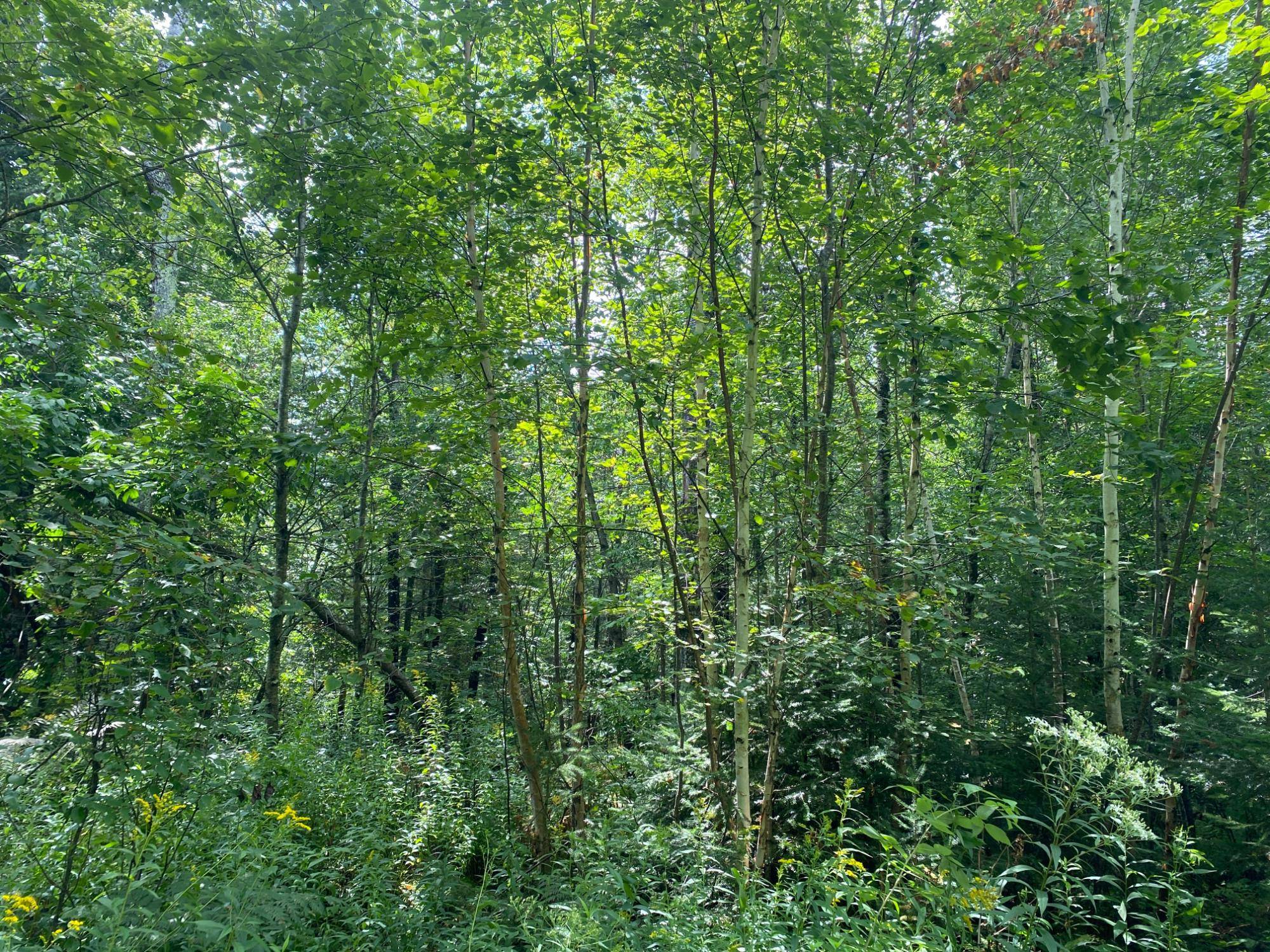 Park Falls, WI 54552,ON REYNOLDS RD