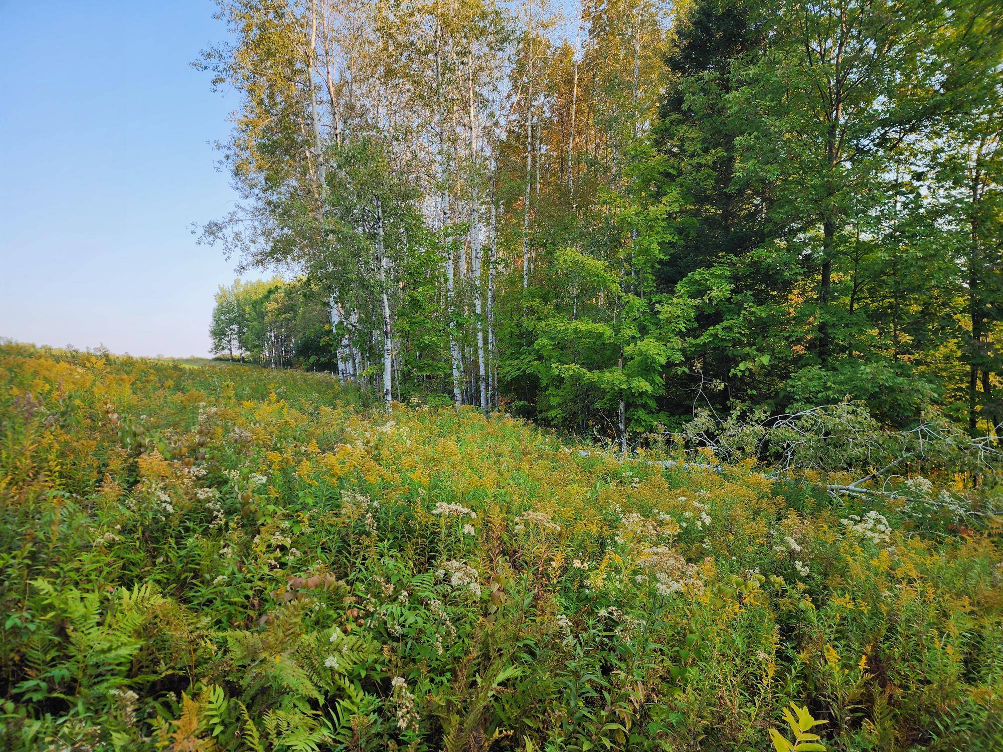 Crandon, WI 54520,10 ac ON SIPPLE RD