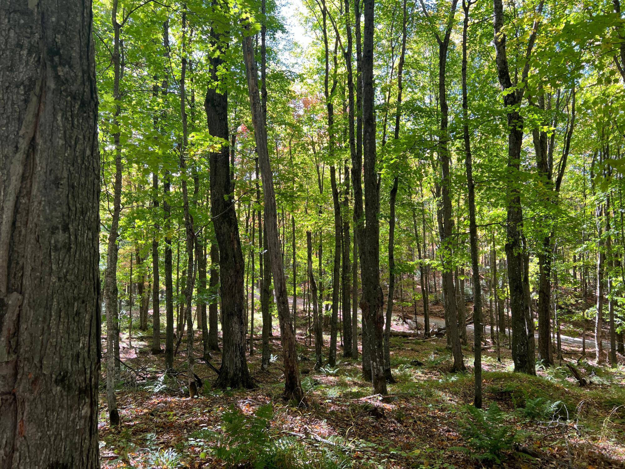 Watersmeet, MI 49969,ON OTTER LN #Lot 2