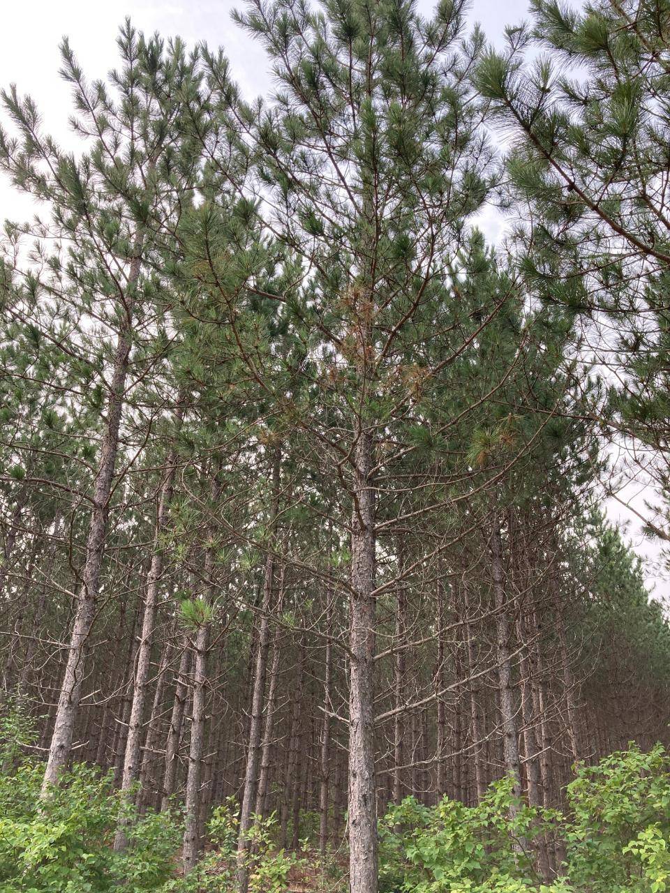 WI 54487,ON KJAR RD