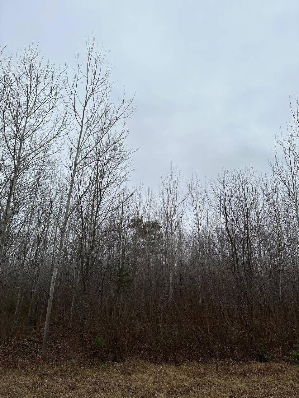WI 54487,ON BURROWS LAKE RD #4067-A