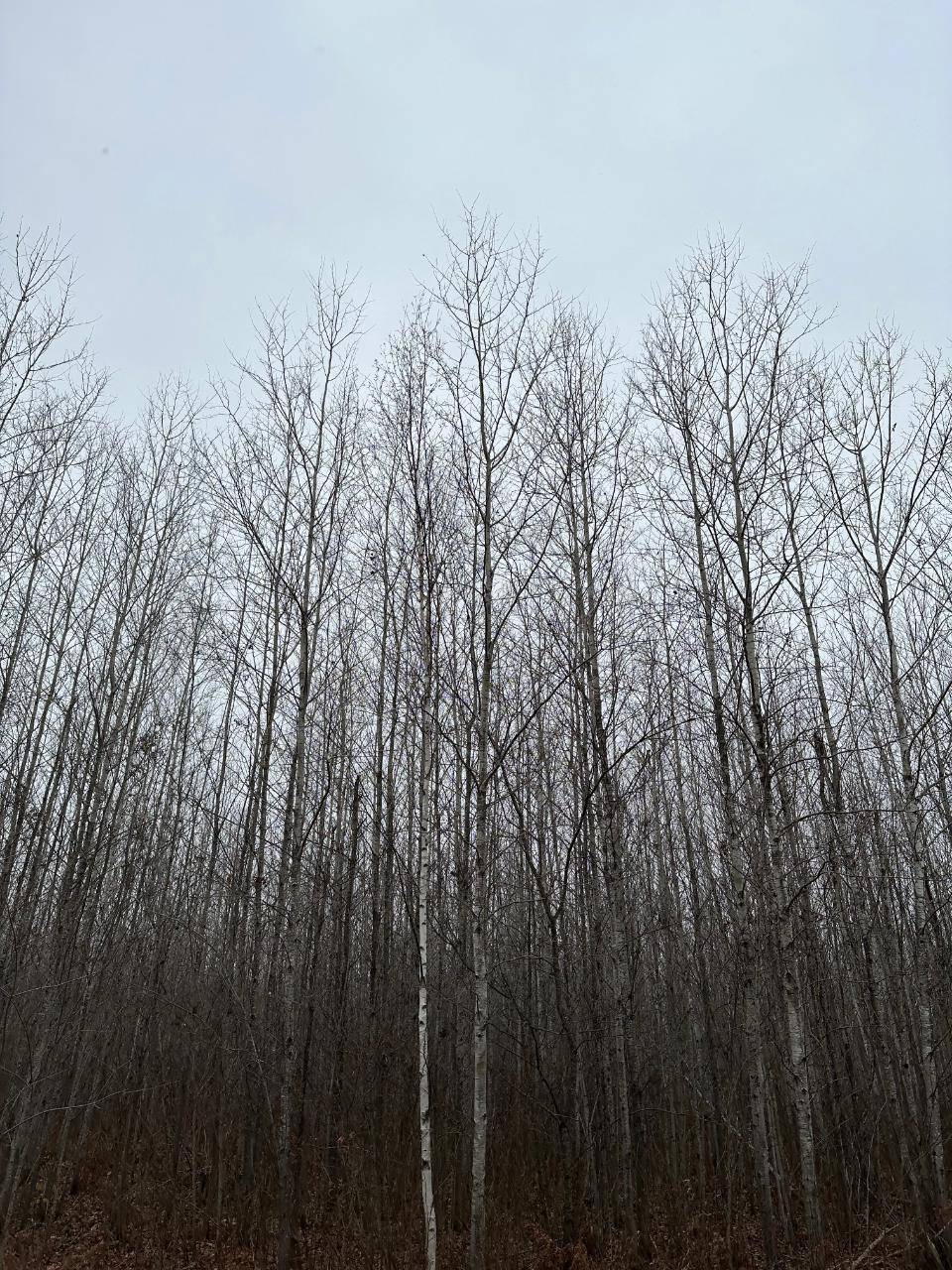 WI 54487,ON BURROWS LAKE RD #4067-I