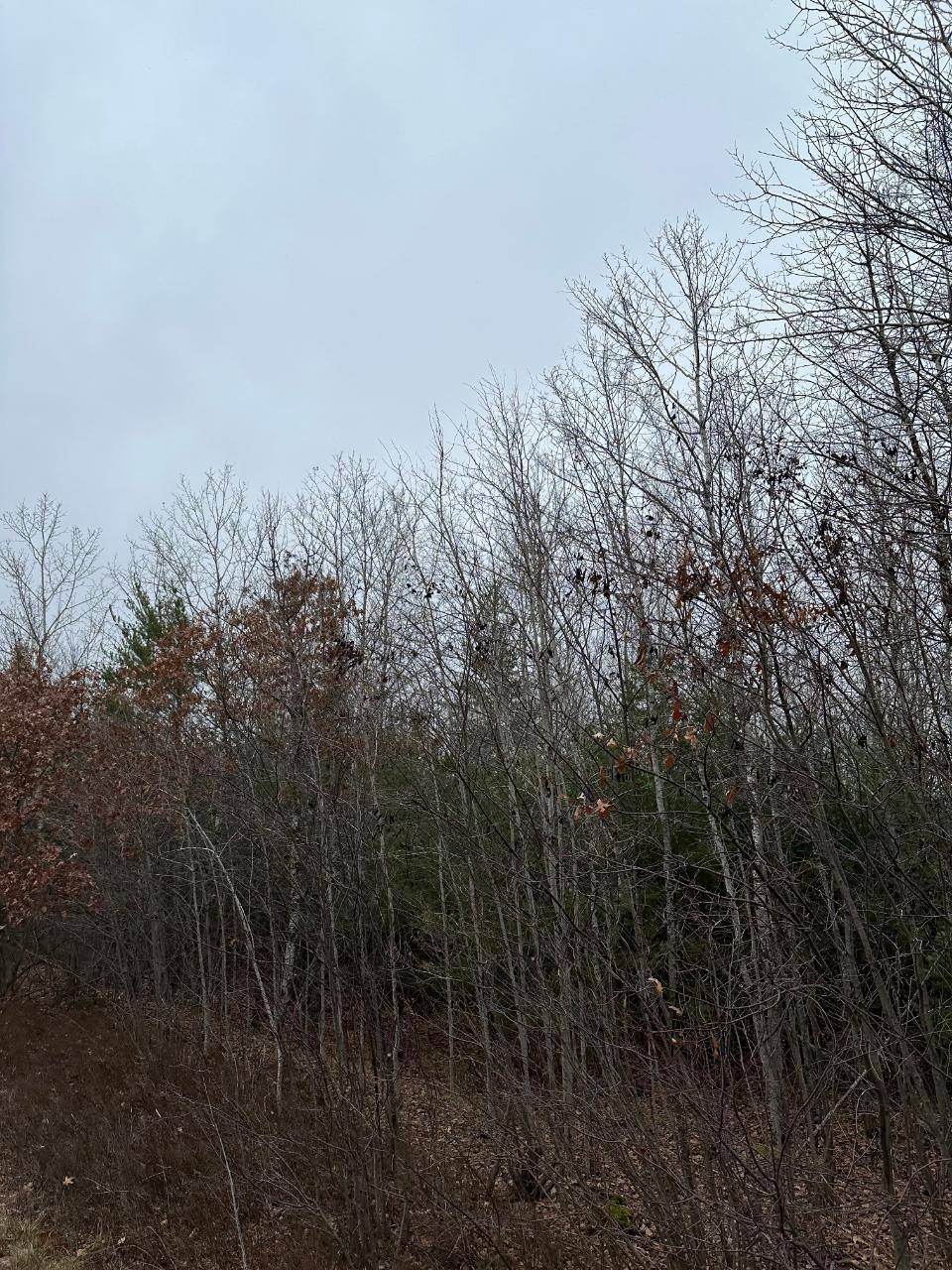 WI 54487,ON SWAMP CREEK RD #4069-4