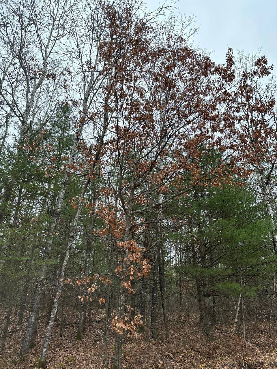 WI 54487,ON WOOD RD #4069-19