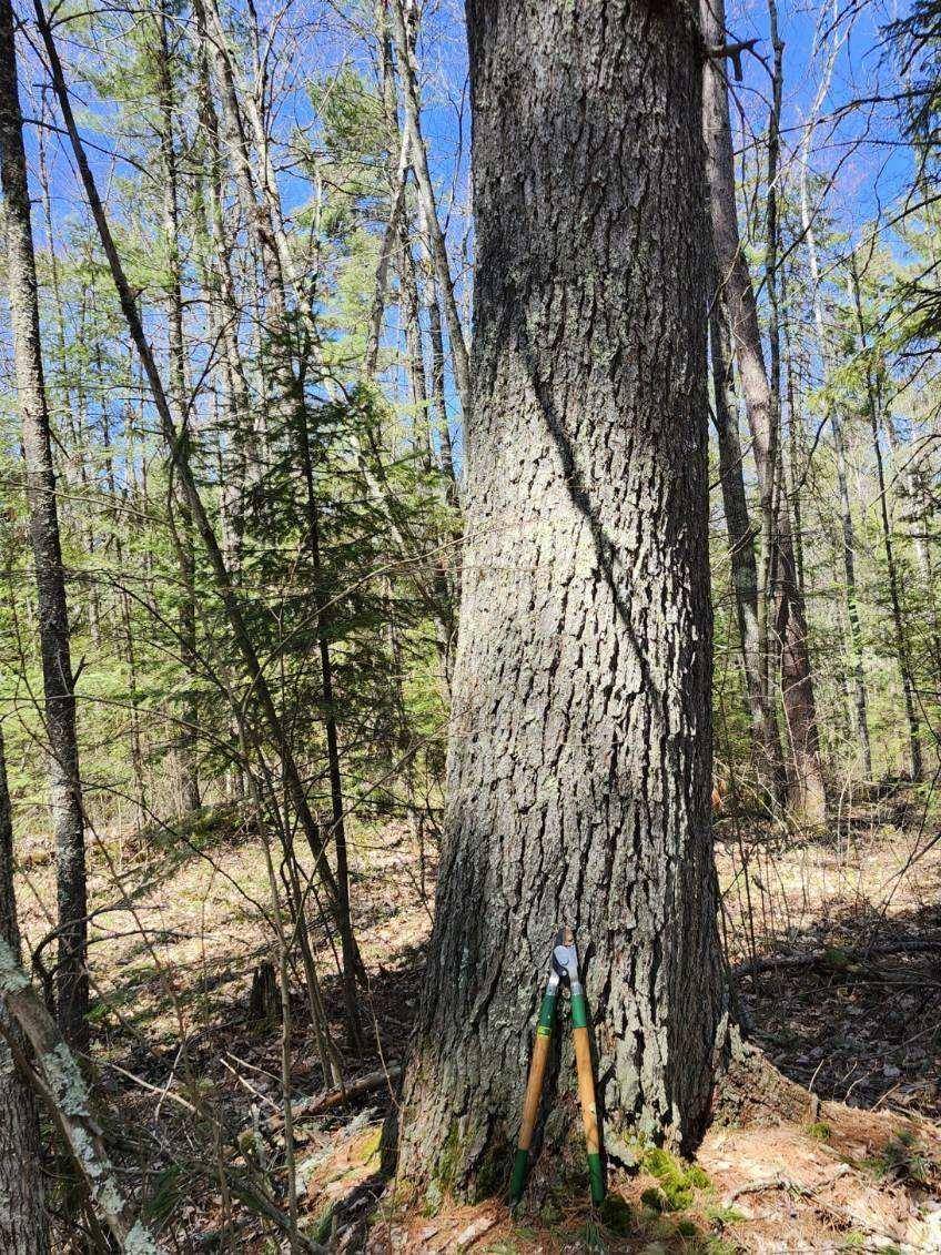 Lac Du Flambeau, WI 54538,Lot #6 BILLS LAKE RD #Lot #6