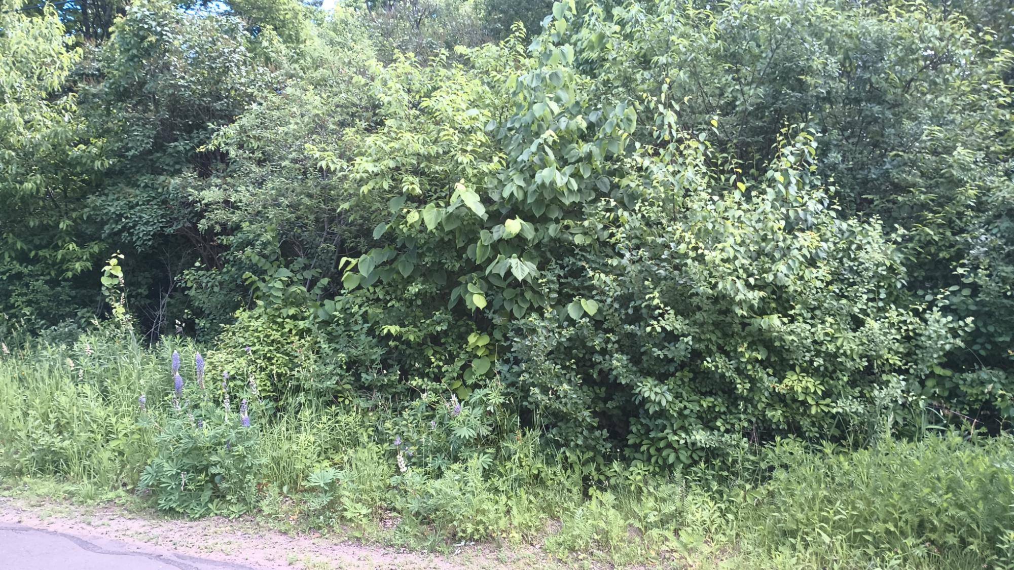 Ironwood, MI 49938,200 LIME ST E