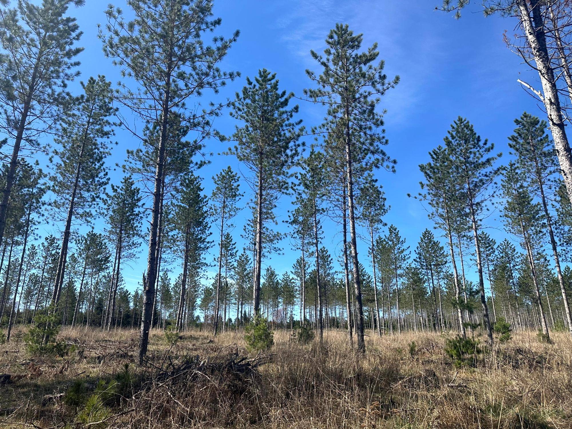 Conover, WI 54519,78.5 AC MONHEIM RD