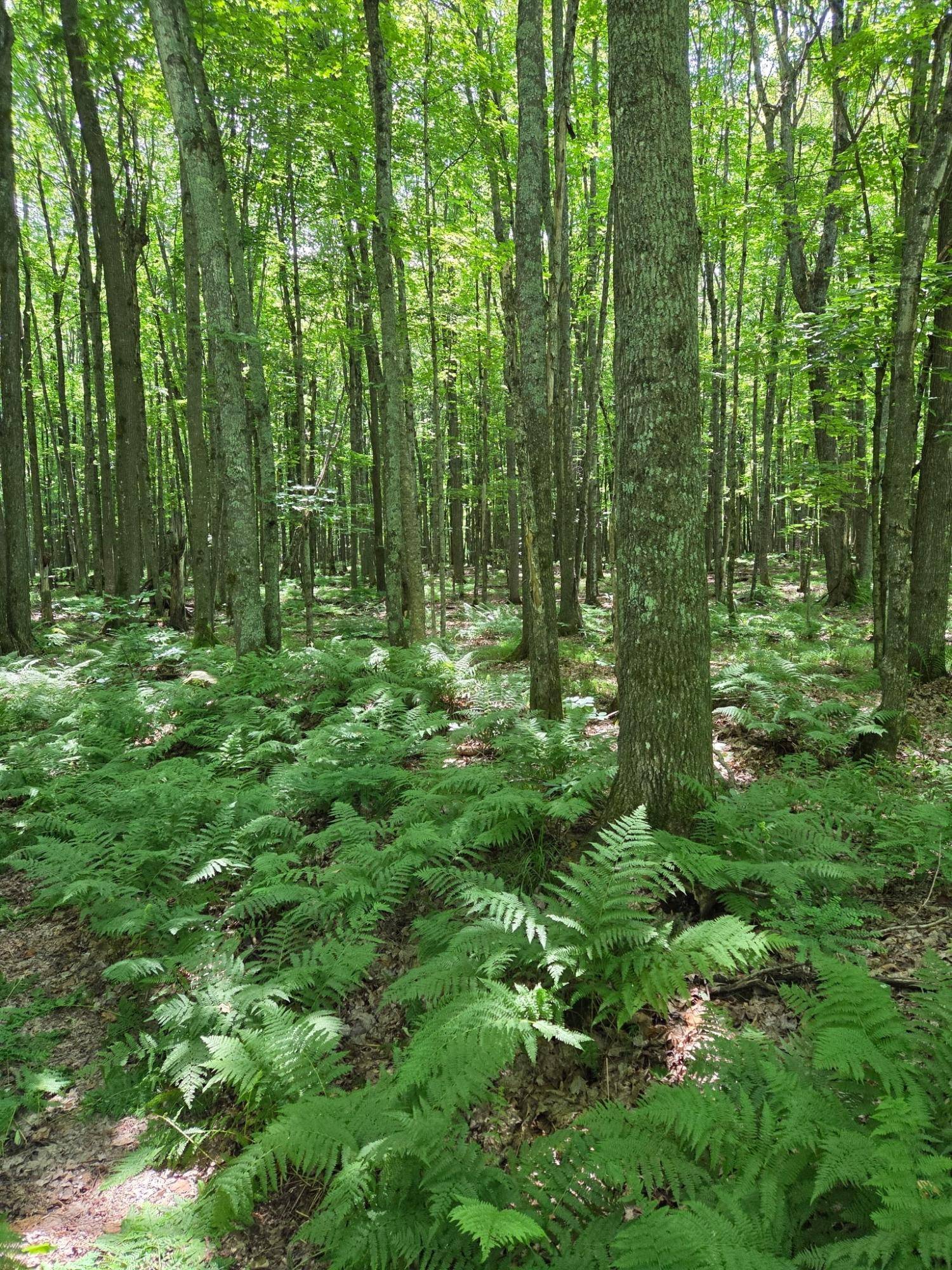 Long Lake, WI 54542,10555 EASEMENT RD