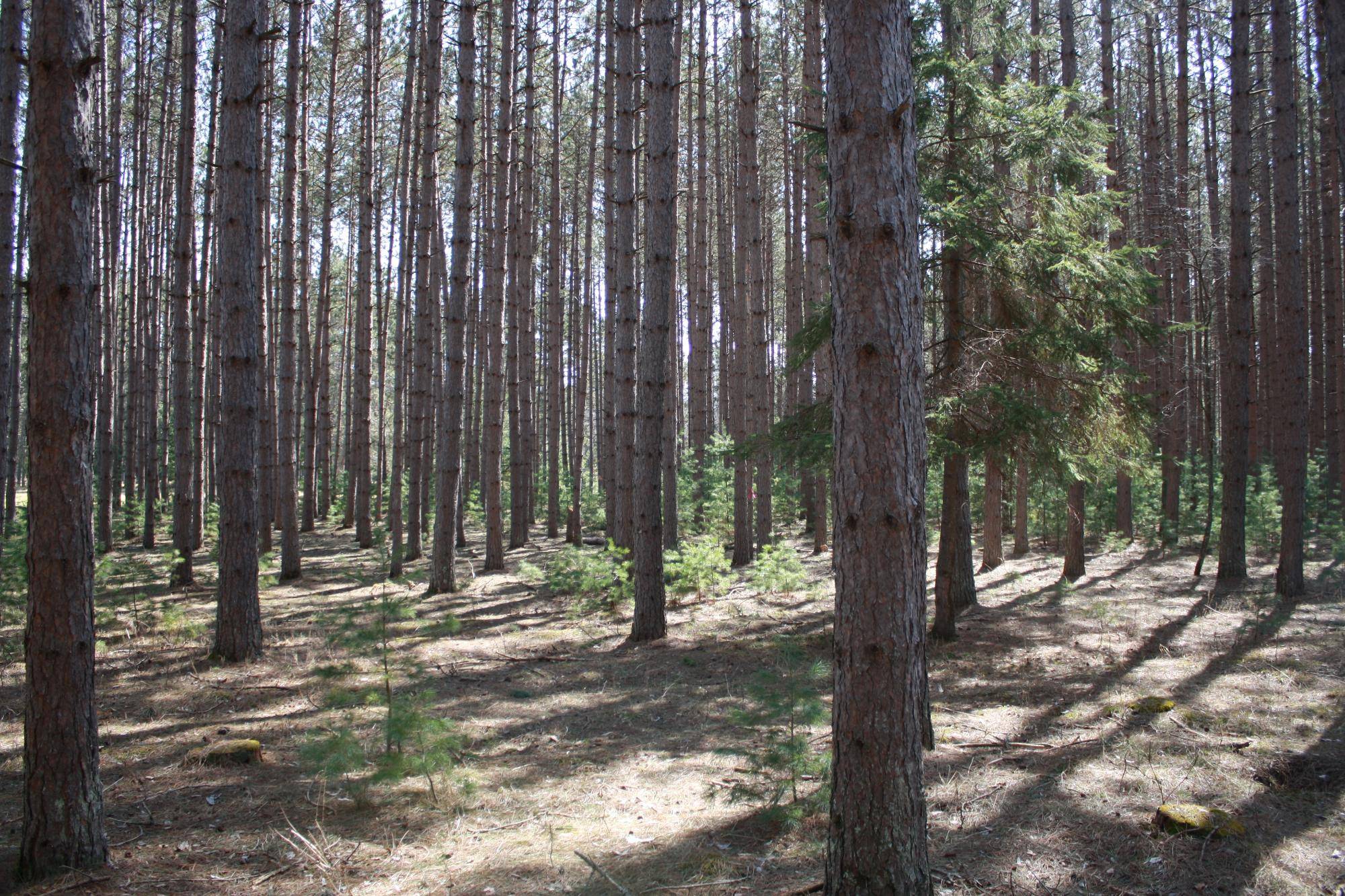 Minocqua, WI 54548,ON PINE GROVE CR #166-167