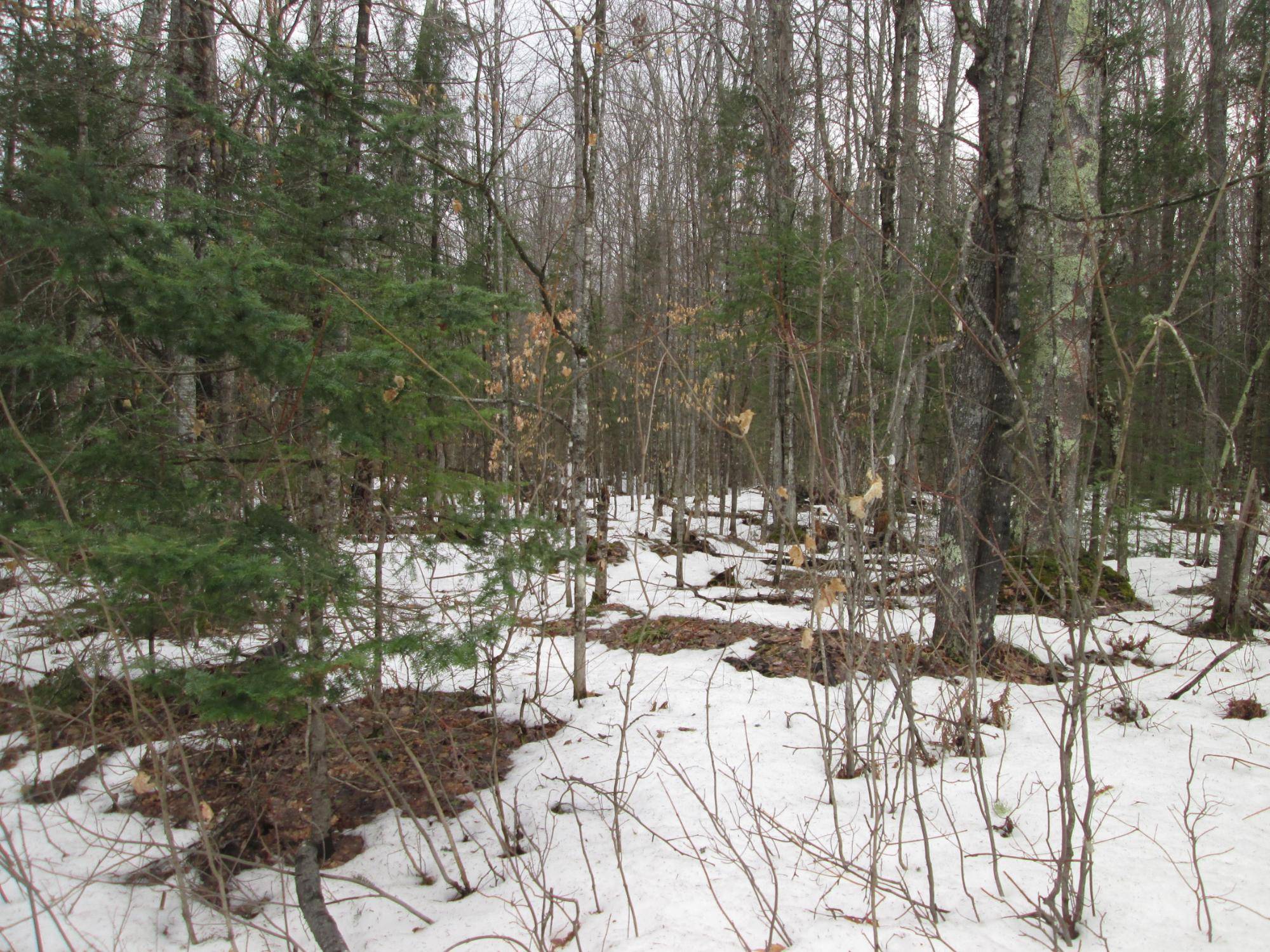 Presque Isle, WI 54557,00 BLACK FOREST RD