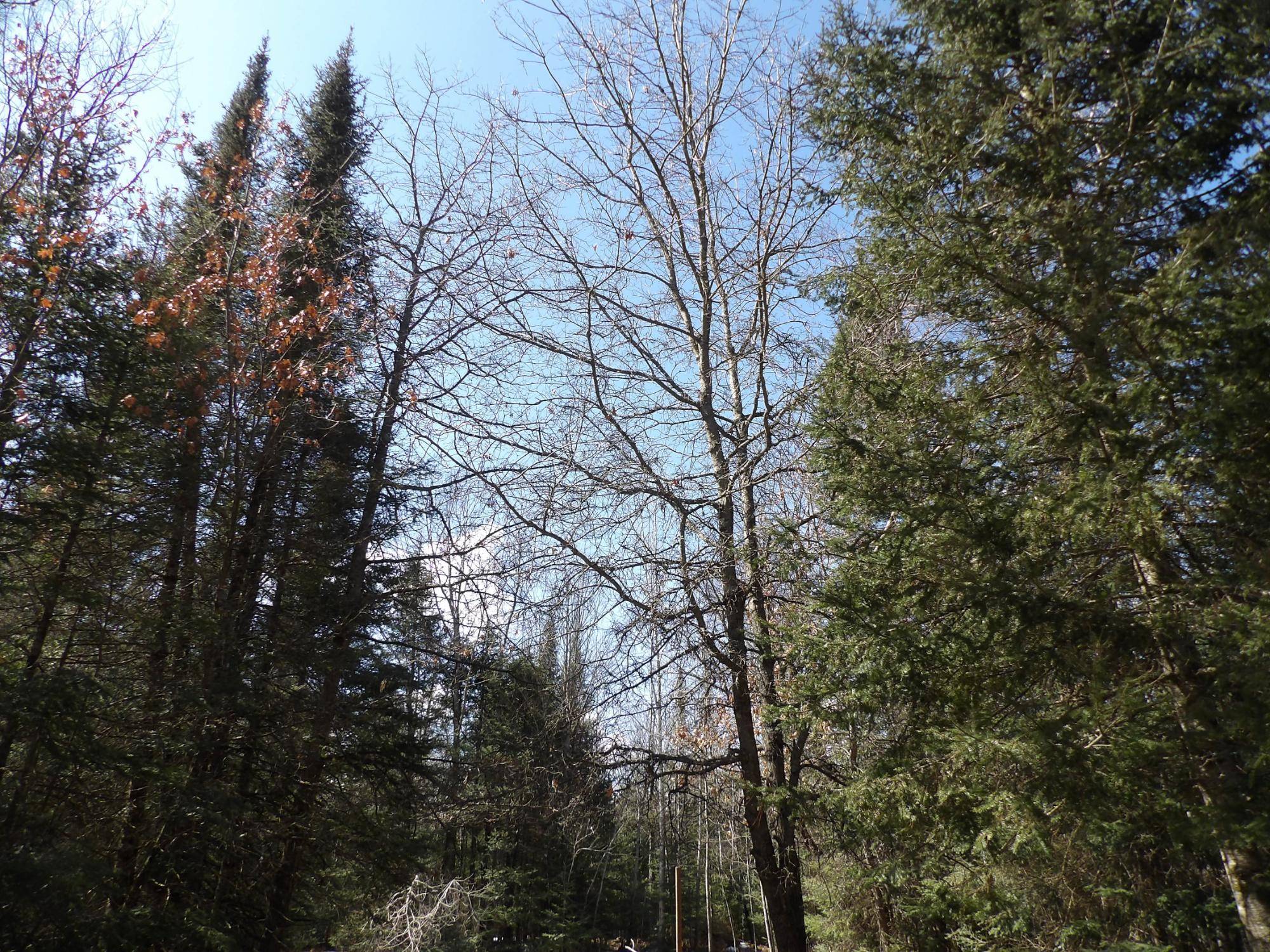 Rhinelander, WI 54501,16+ AC RIVER RD