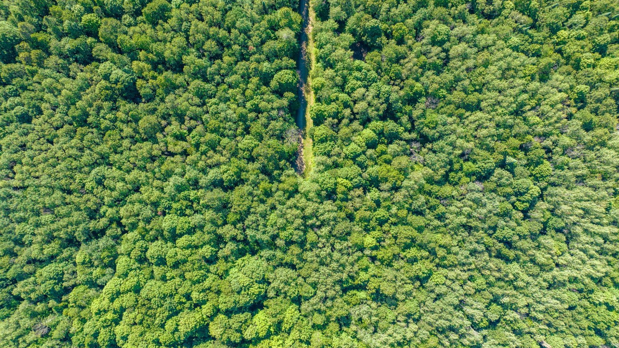 Long Lake, WI 54542,11142 DREAM LAKE RD #Lot 3