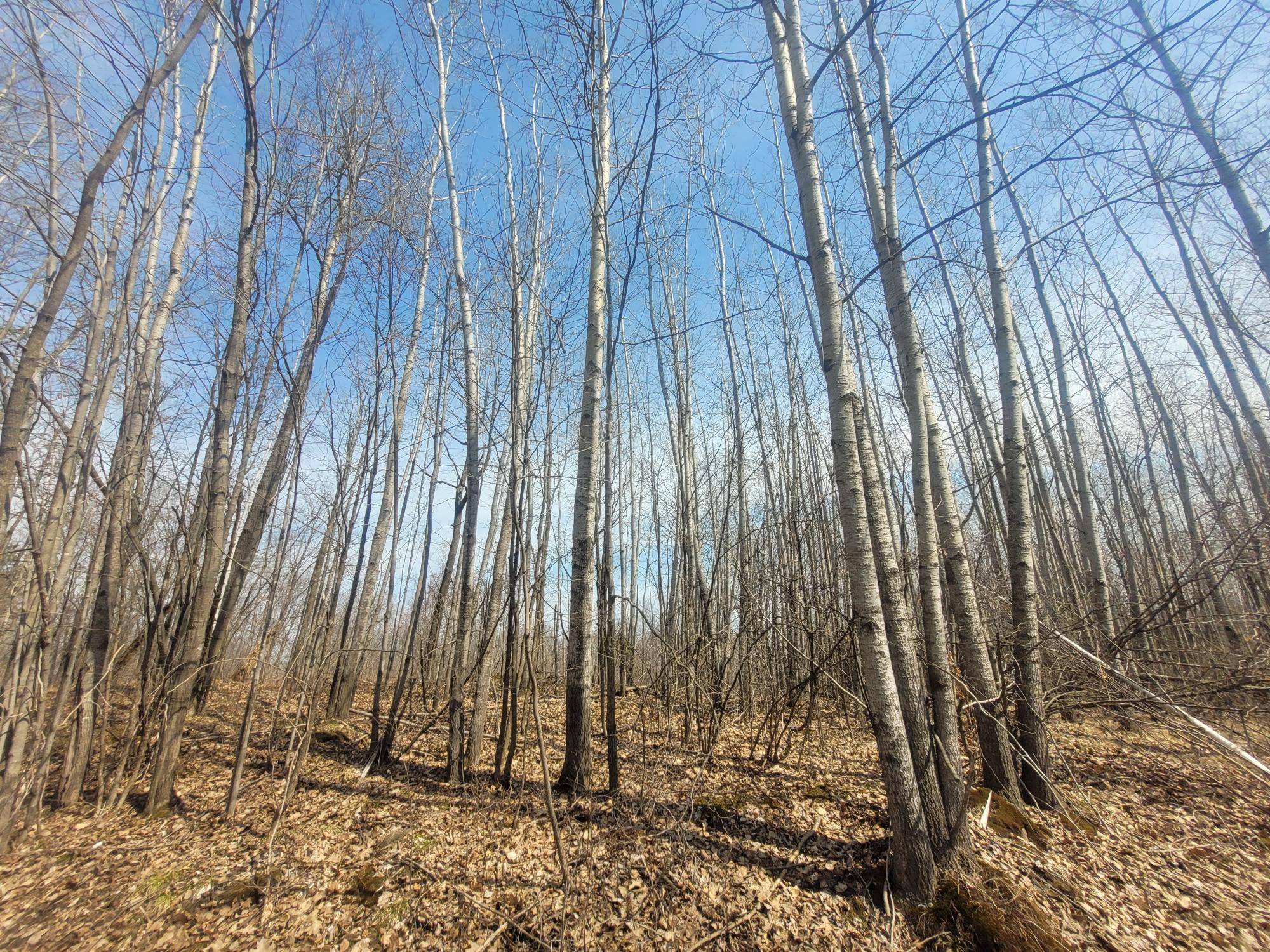Ladysmith, WI 54848,ON DEAN RD