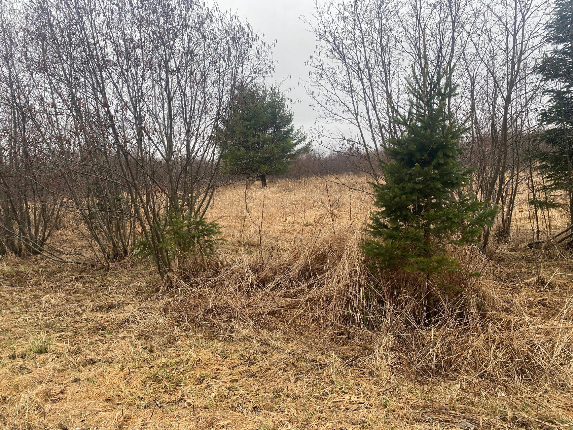 Ogema, WI 54459,ON SHAUGER RD
