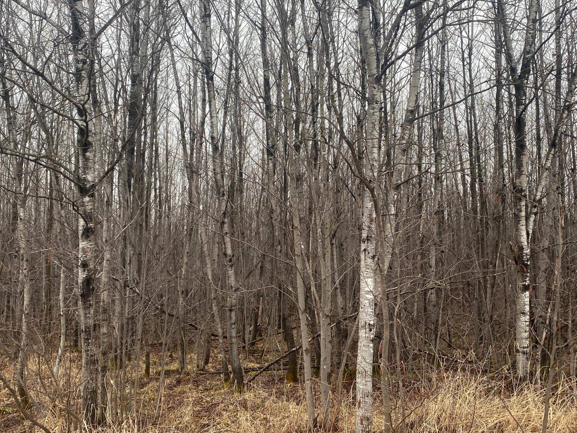 Ogema, WI 54459,ON CTH I