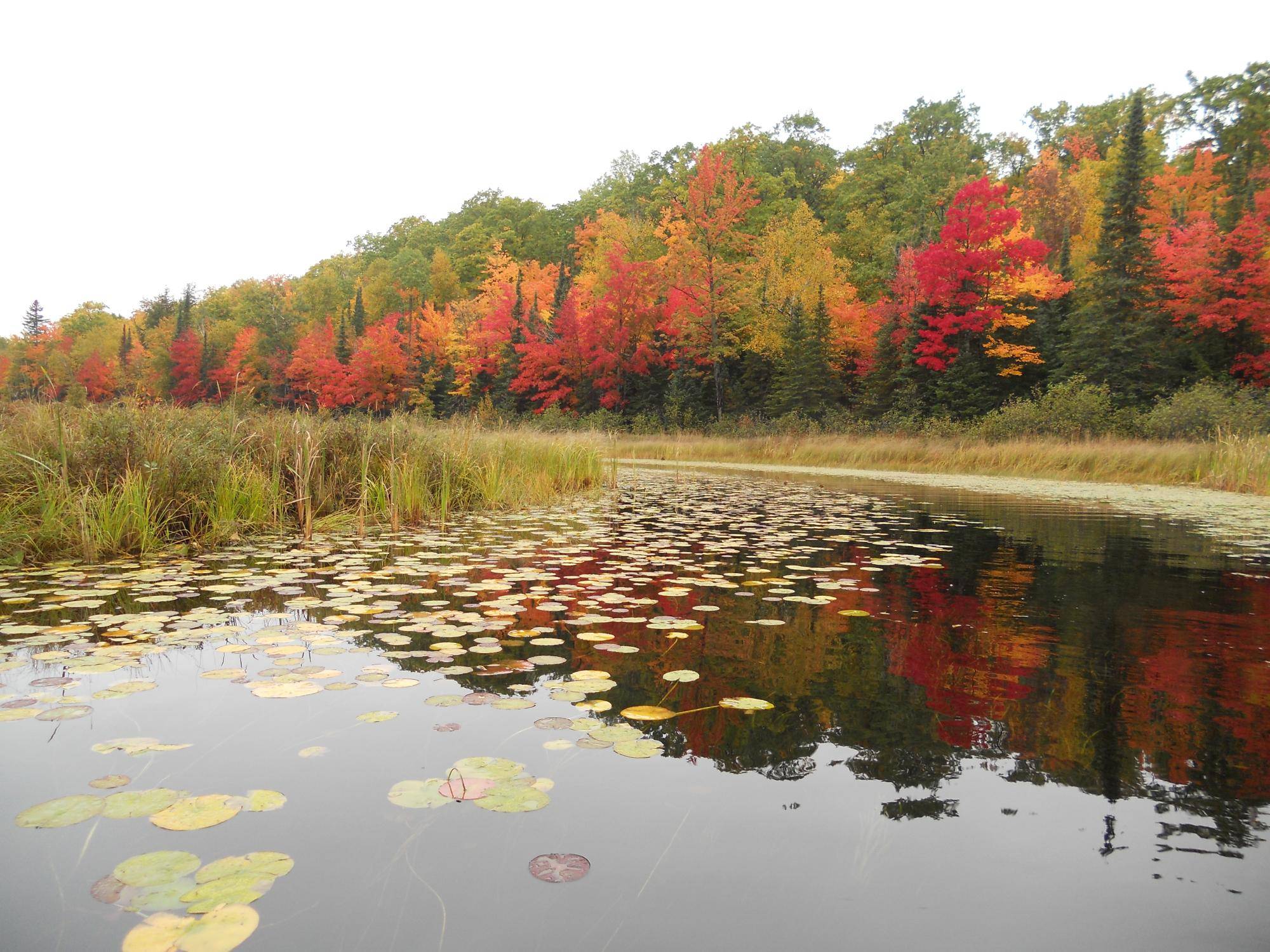Phelps, WI 54554,ON BEAR TAIL PT