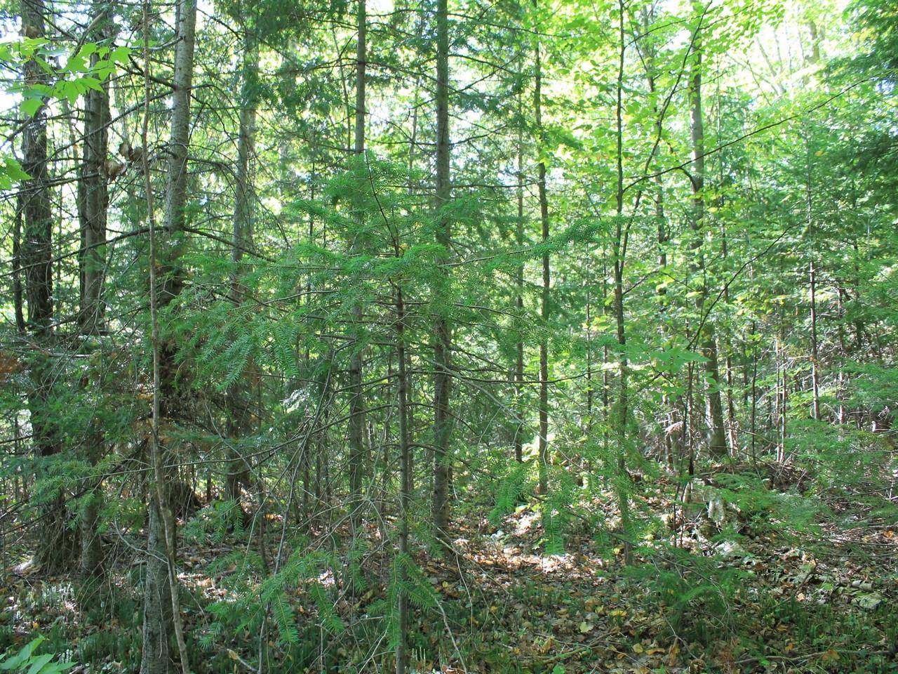 Hurley, WI 54565,Lot 16 ALPINE DR