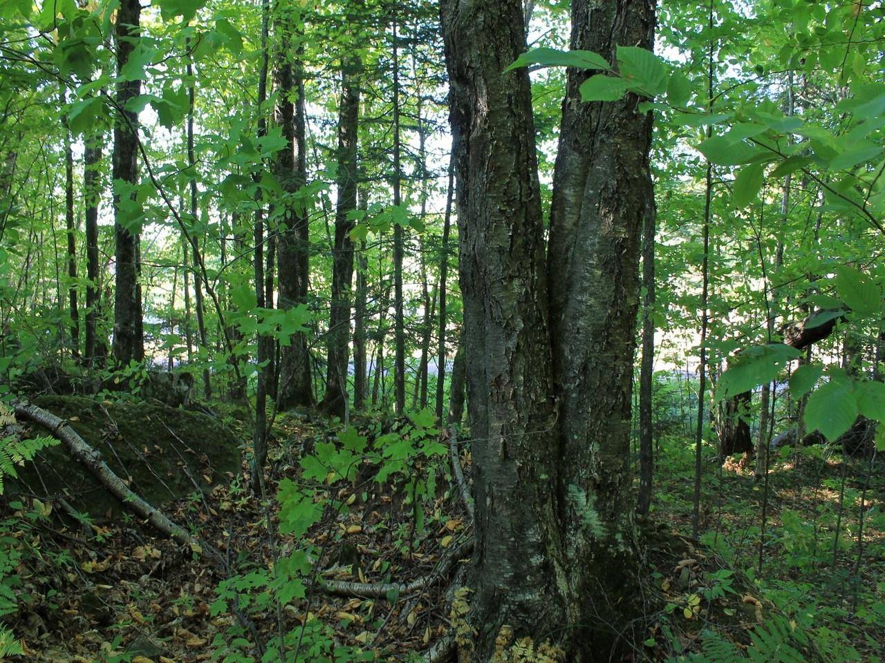 Hurley, WI 54565,Lot 35 ALPINE DR