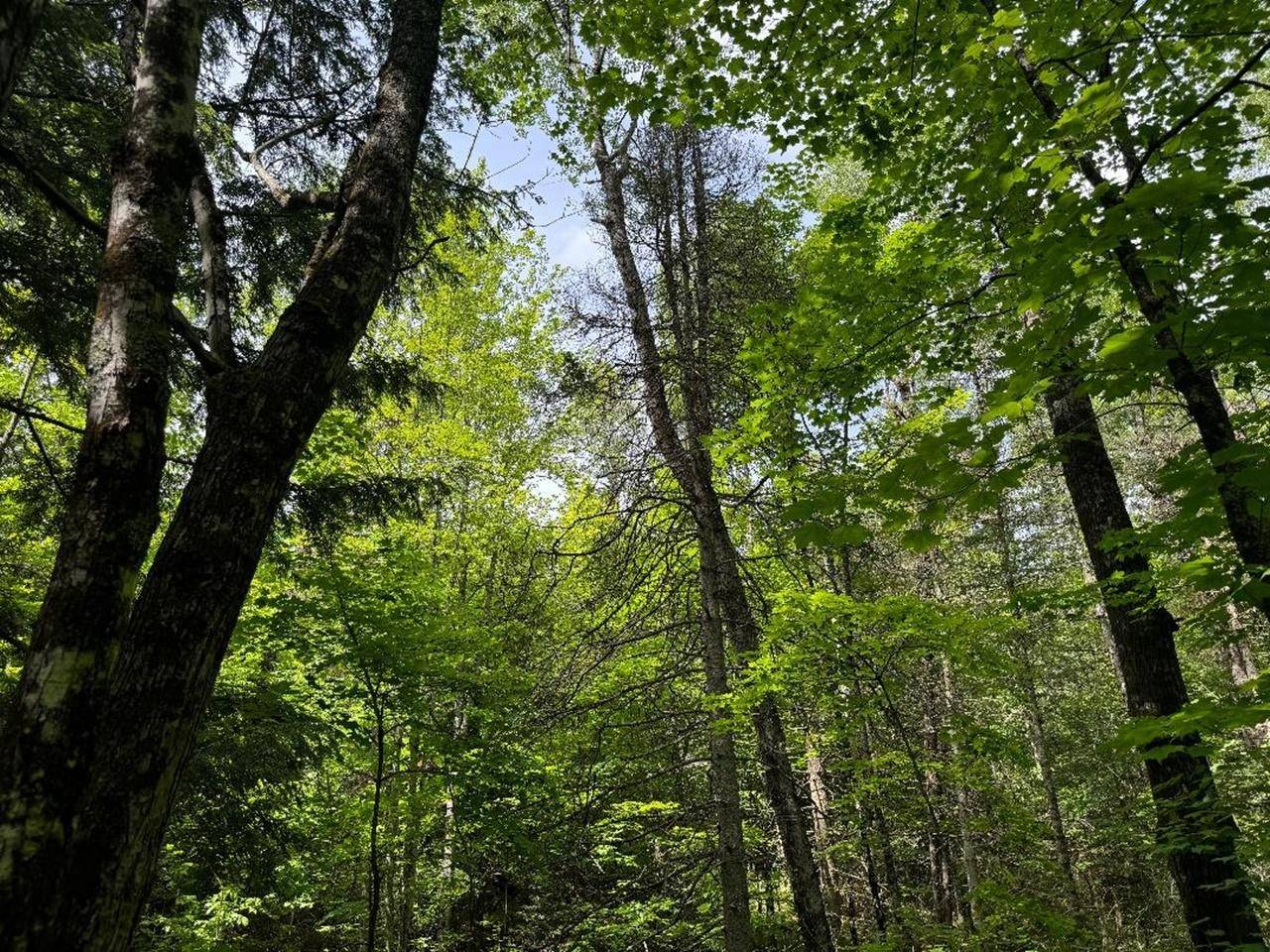 Mercer, WI 54547,ON CTH FF #1.5 Acres