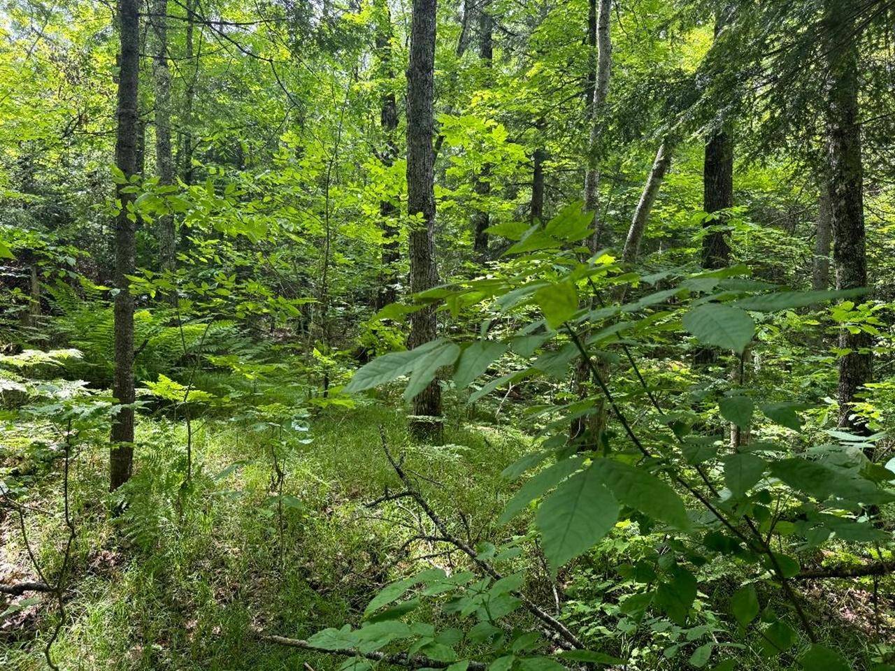 Mercer, WI 54547,ON CTH FF #1.5 Acres