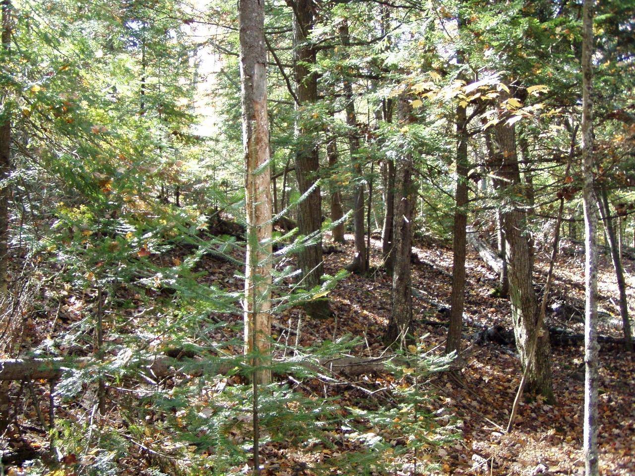 Phelps, WI 54554,Lot 4 BLACK BEAR LN