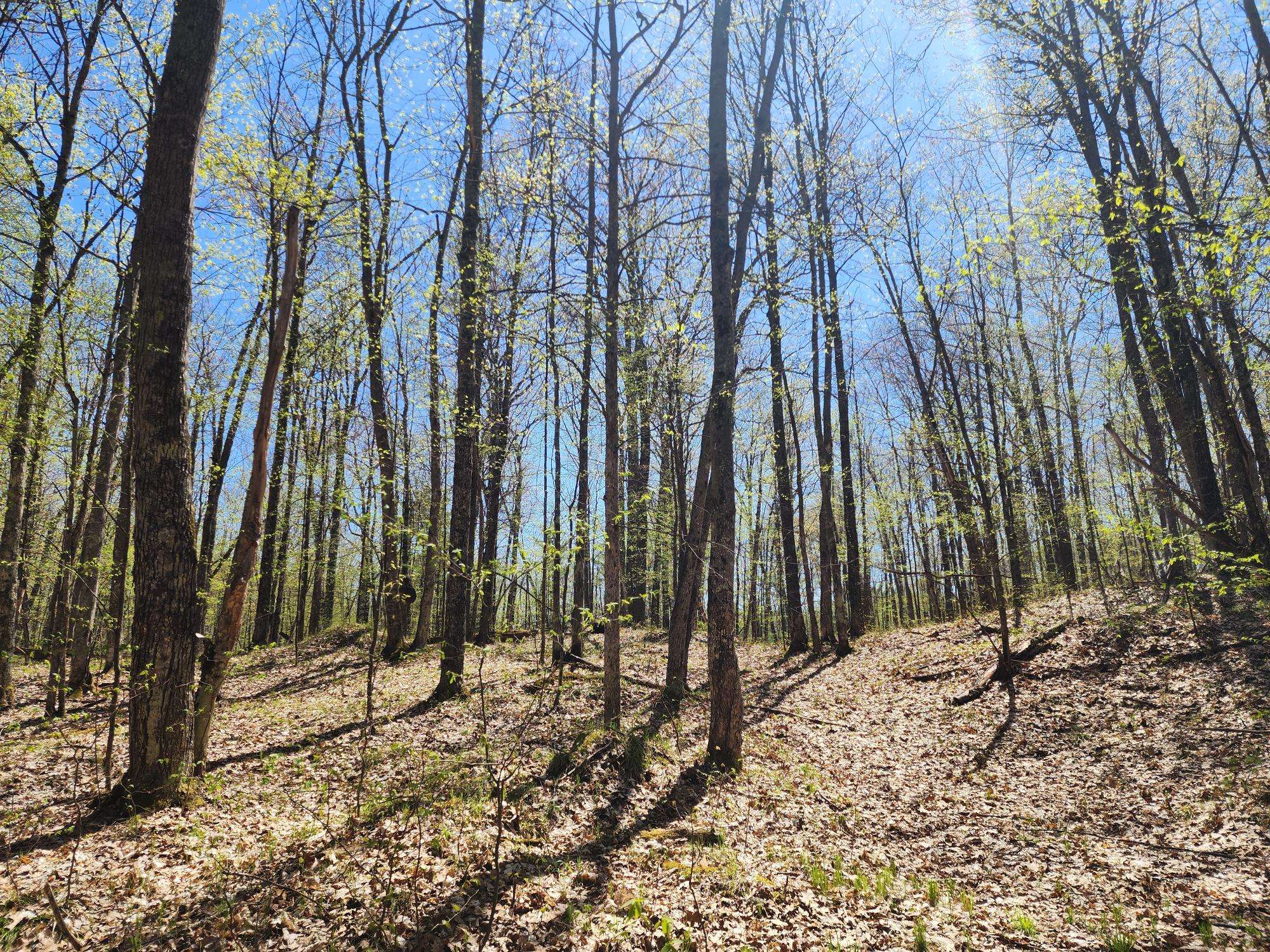 Minocqua, WI 54548,80+ AC SUTTON RD