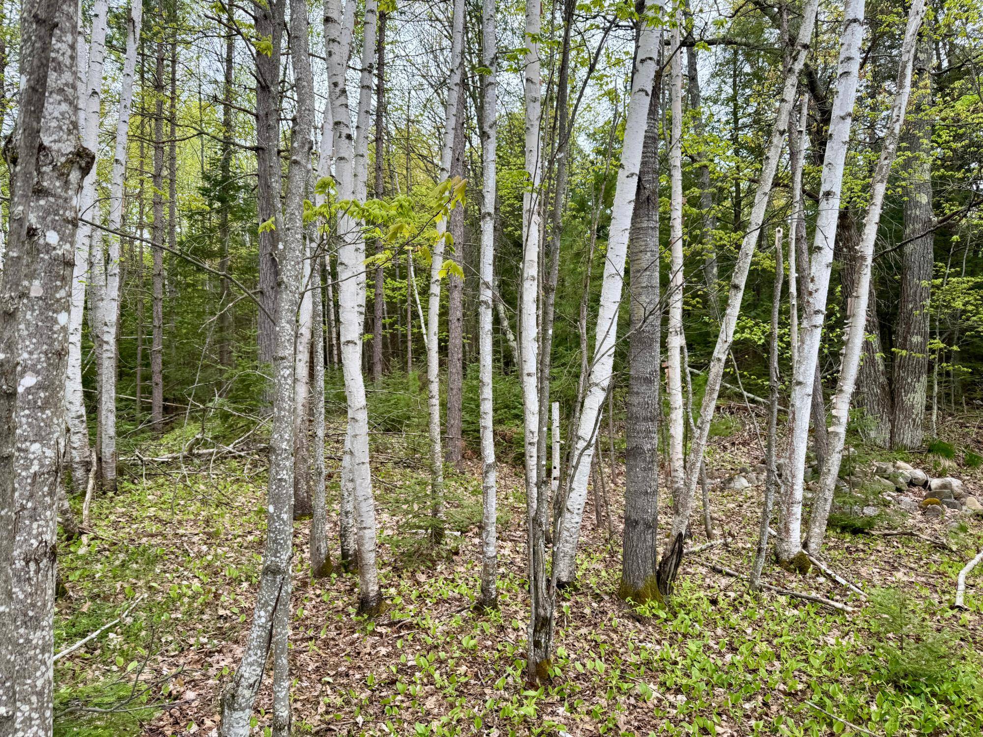 Three Lakes, WI 54562,15042 LAKEVIEW RD