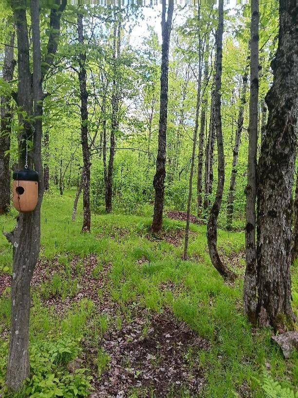 Phillips, WI 54555,N10095 WOODLAND LN