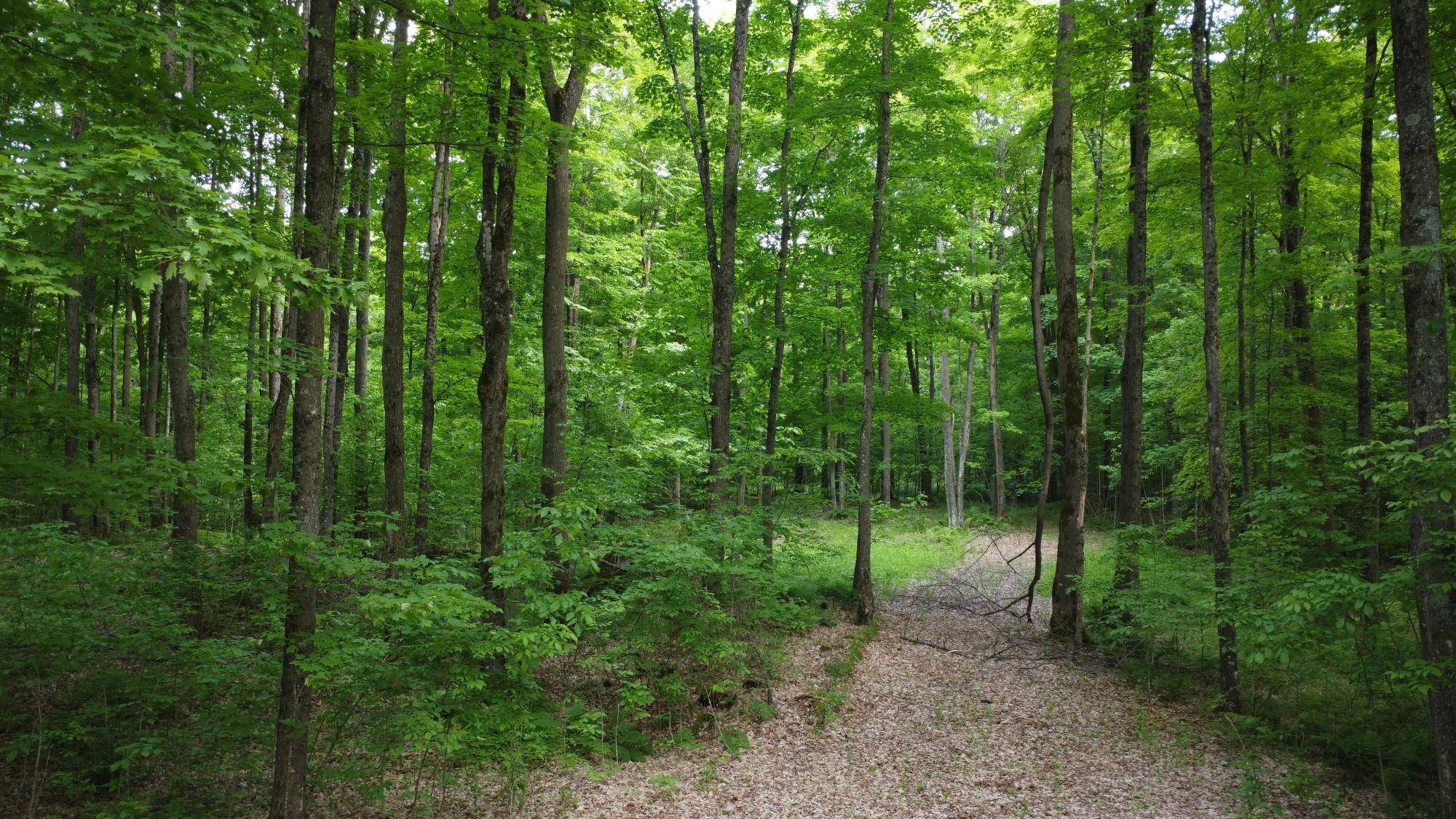 White Lake, WI 54491,0000 GRUDGEVILLE RD