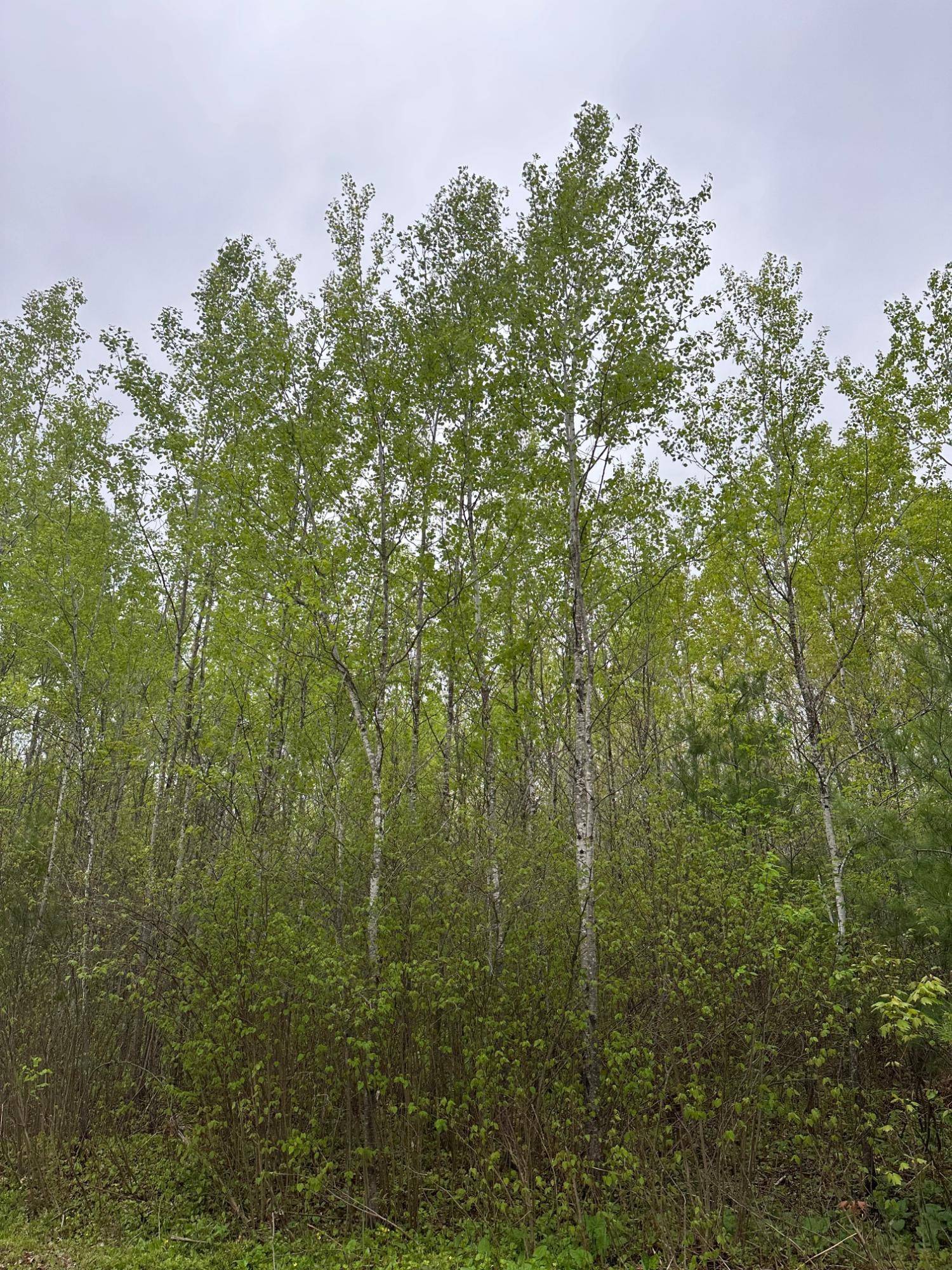 Tomahawk, WI 54887,ON BURROWS LAKE RD #Lot 1