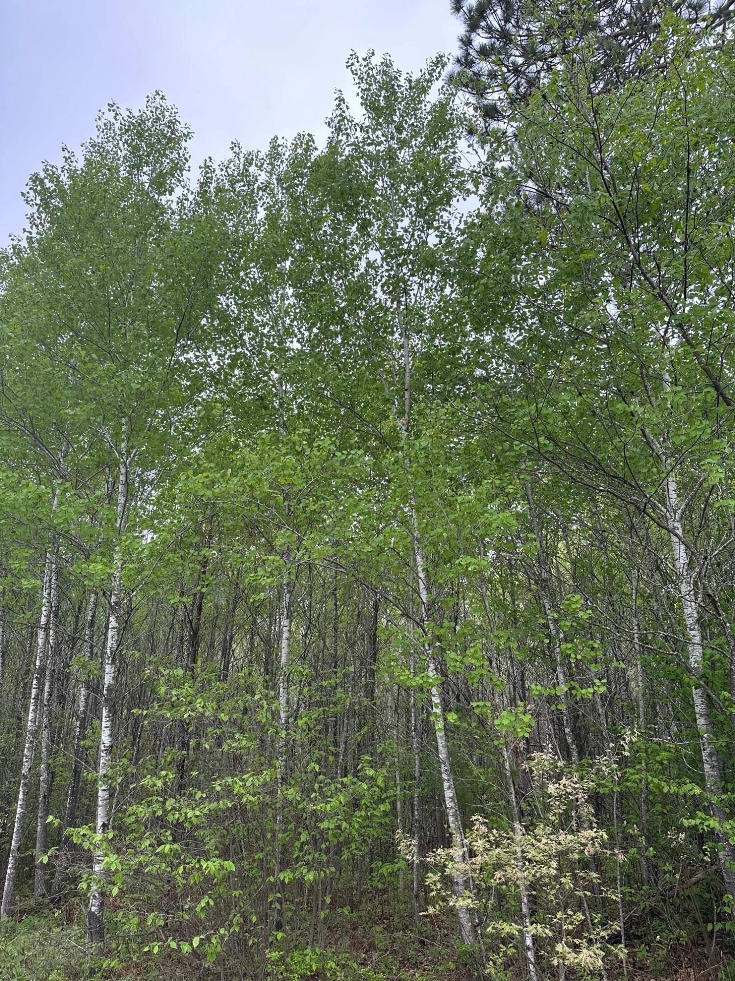Tomahawk, WI 54887,ON BURROWS LAKE RD #Lot 7