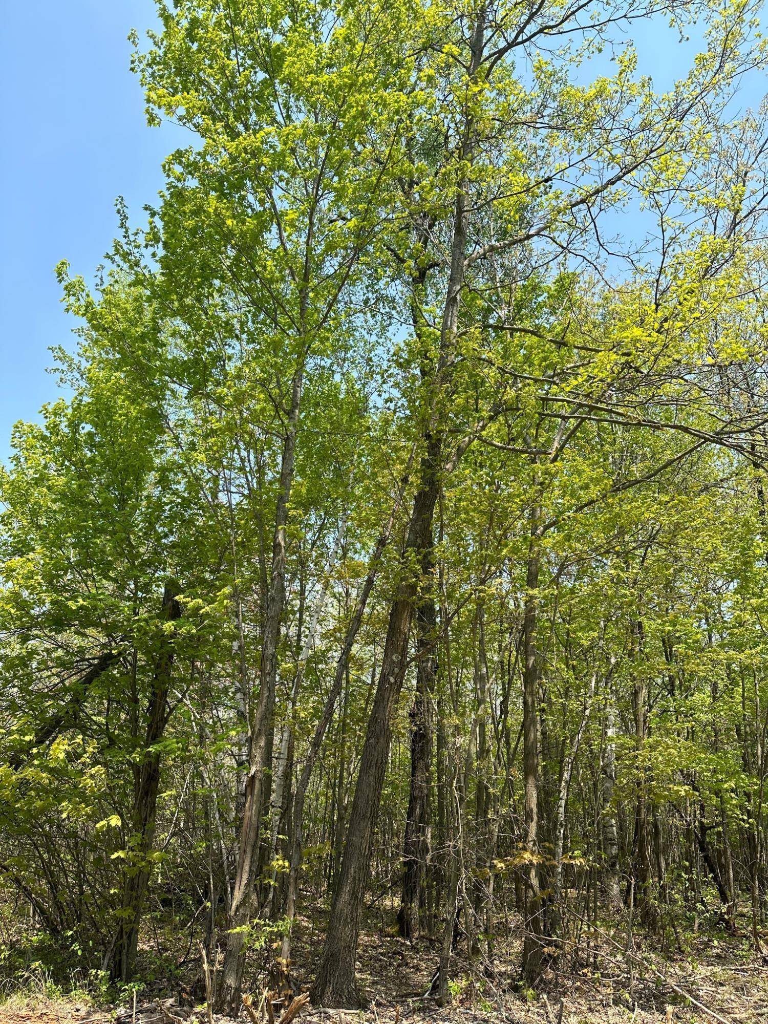 Tomahawk, WI 54887,ON BURROWS LAKE RD #Lot 12