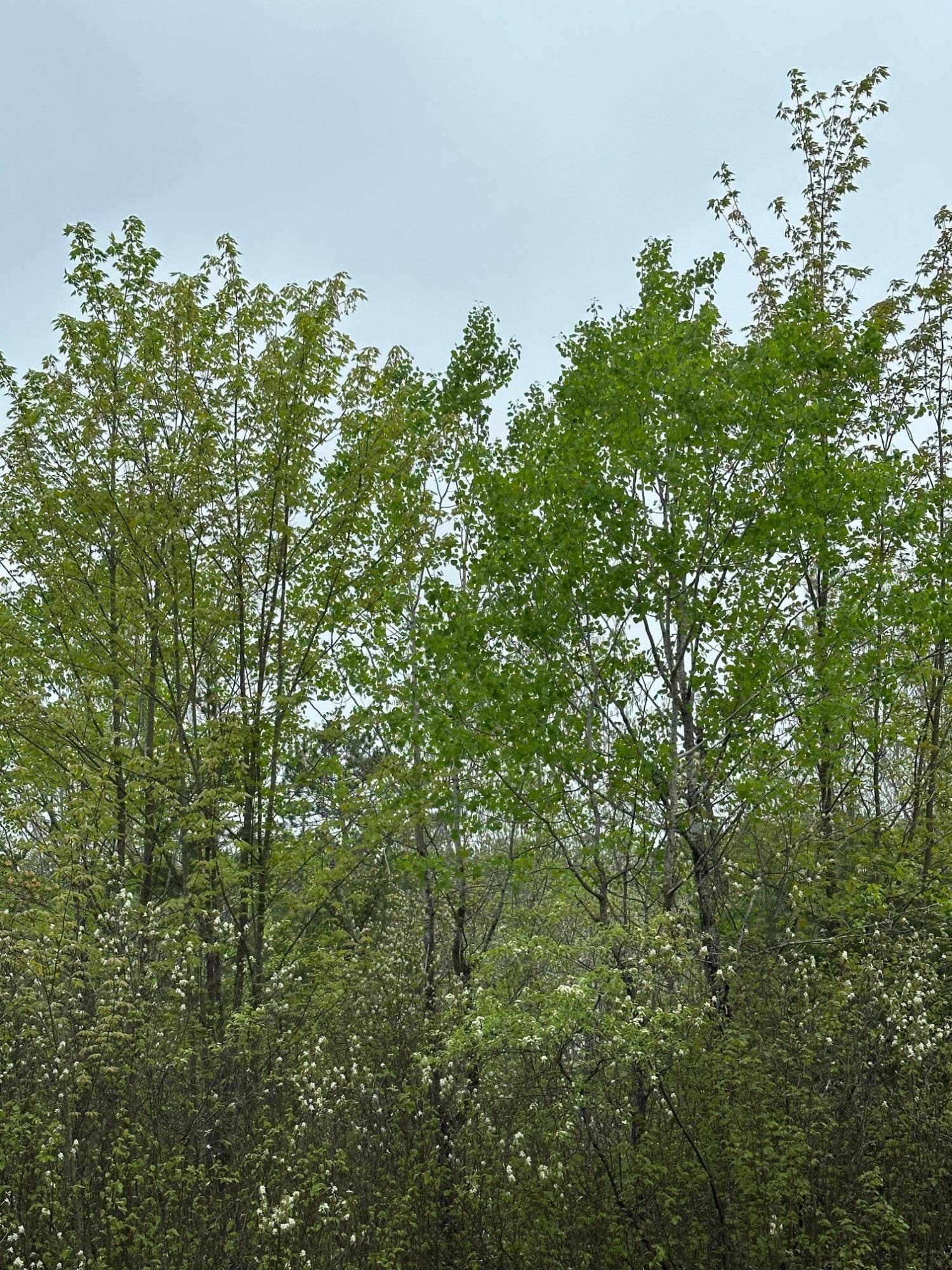 Tomahawk, WI 54487,ON KELLY FIRE LN #Lot 3