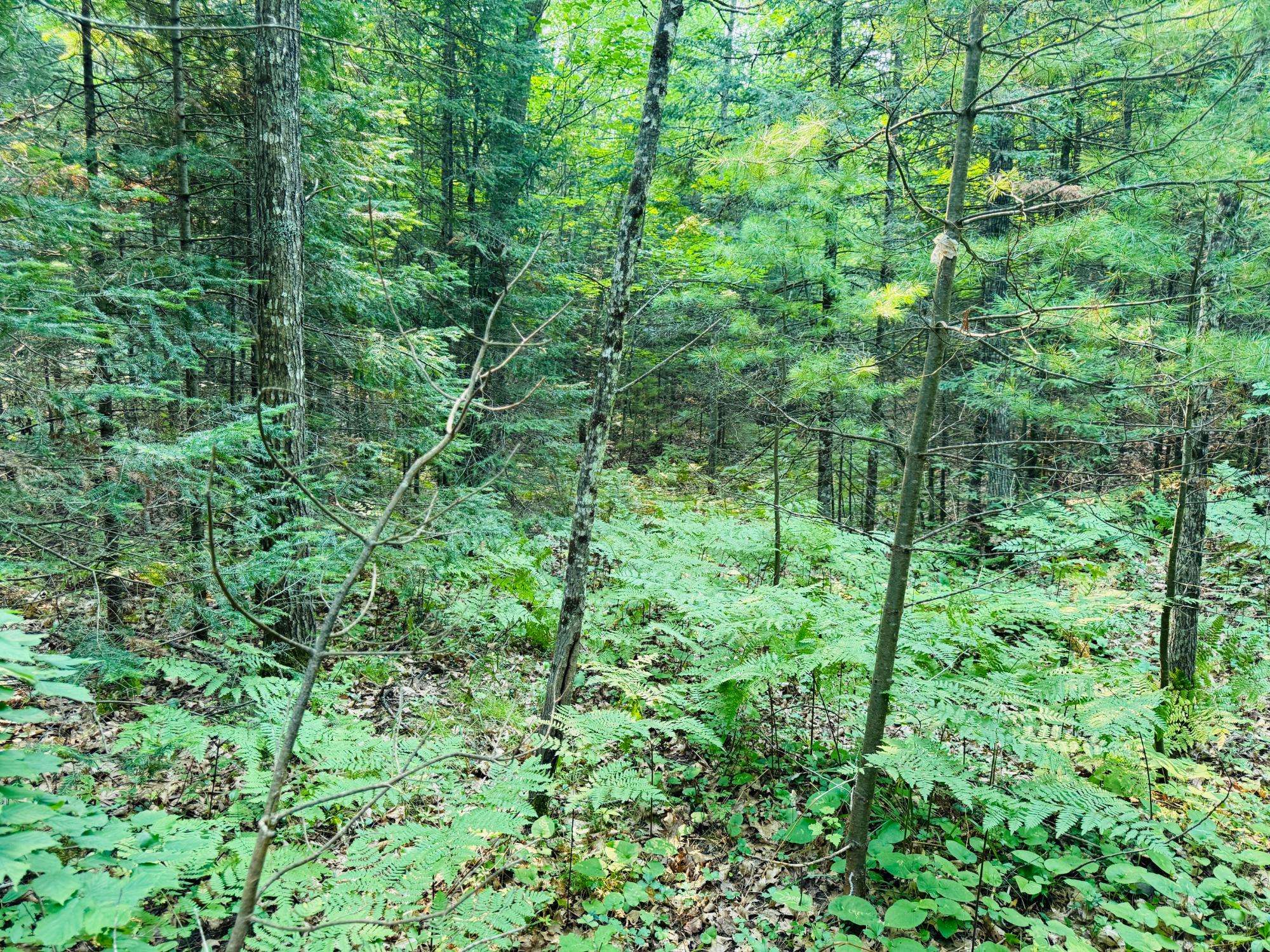 Land O Lakes, WI 54540,Lot 2 CARLSON RD