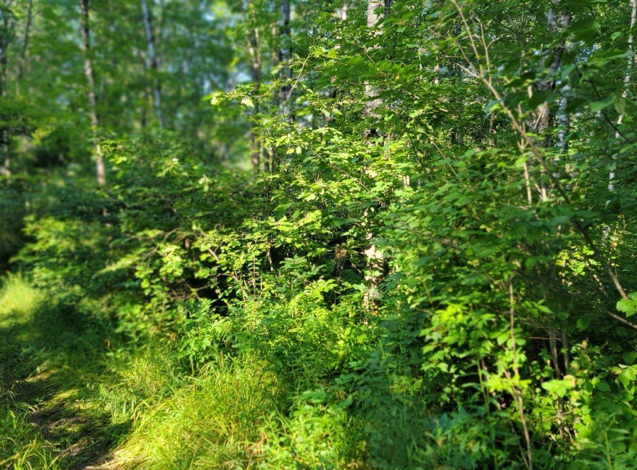 Ojibwa, WI 54862,ON DAISY LN
