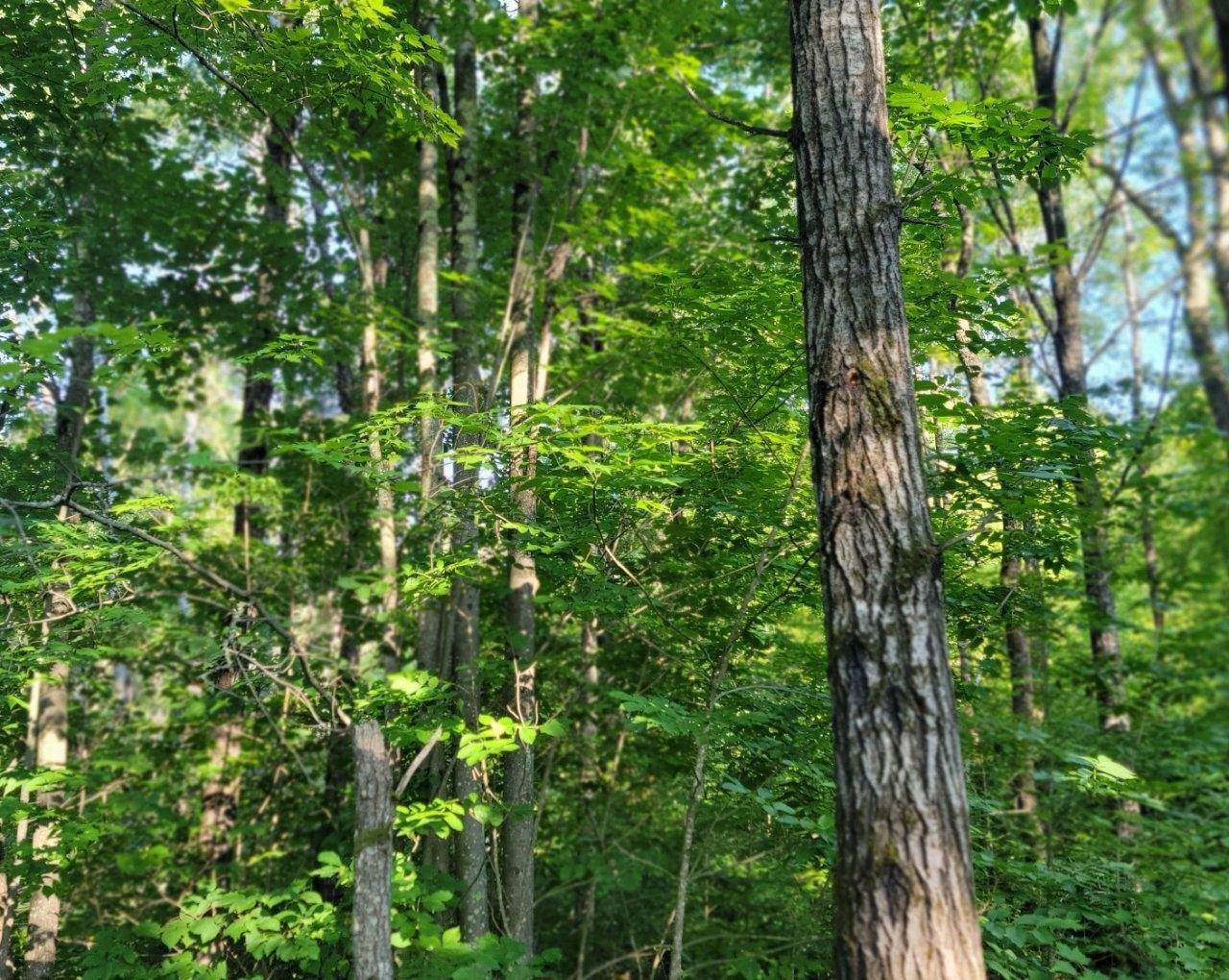 Ojibwa, WI 54862,ON DAISY LN