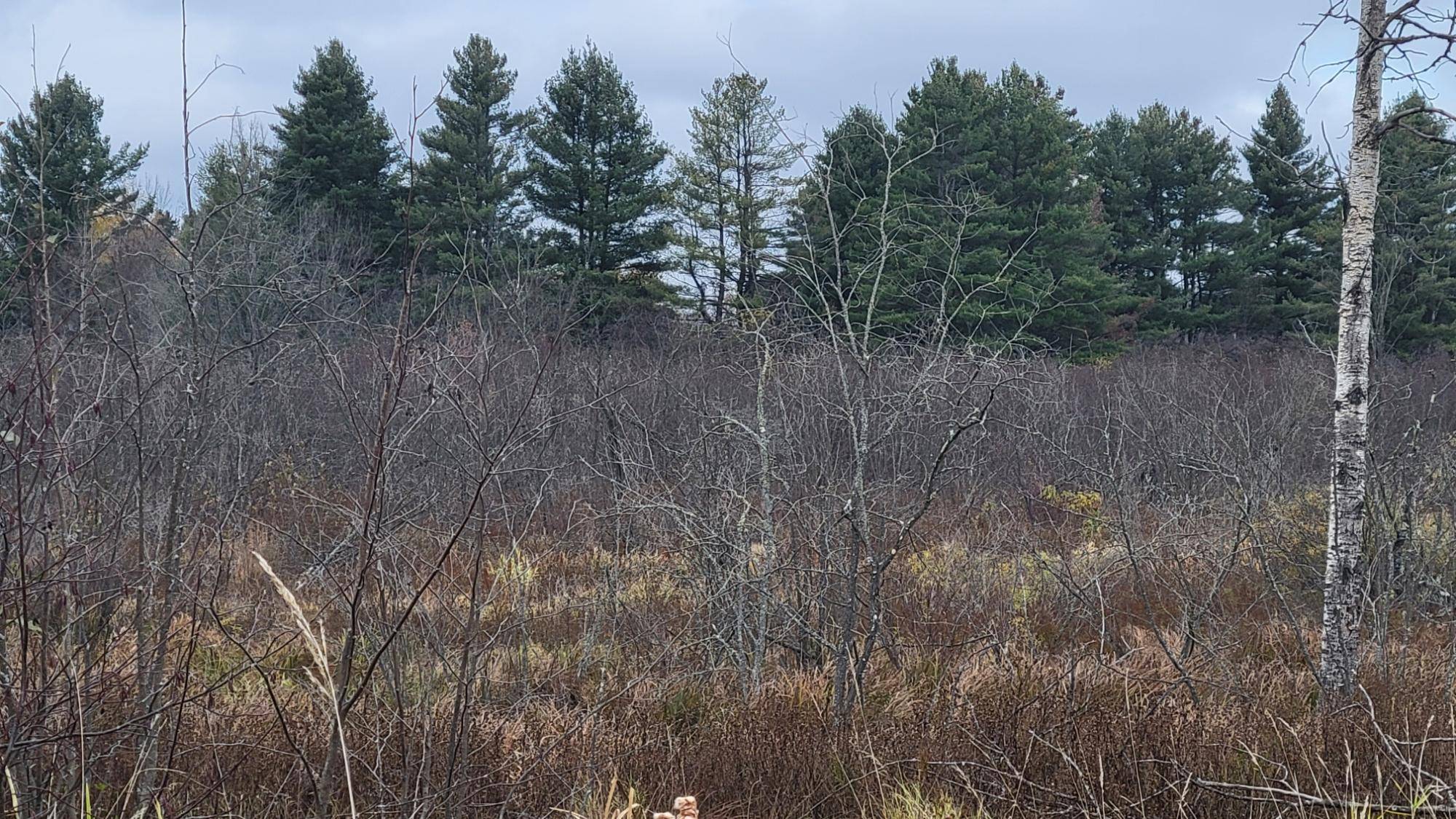 Kennan, WI 54537,N/A CTH J