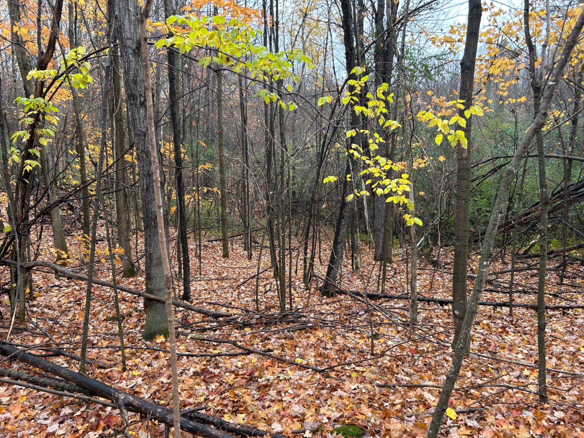 Elcho, WI 54428,ON SUNSET RD