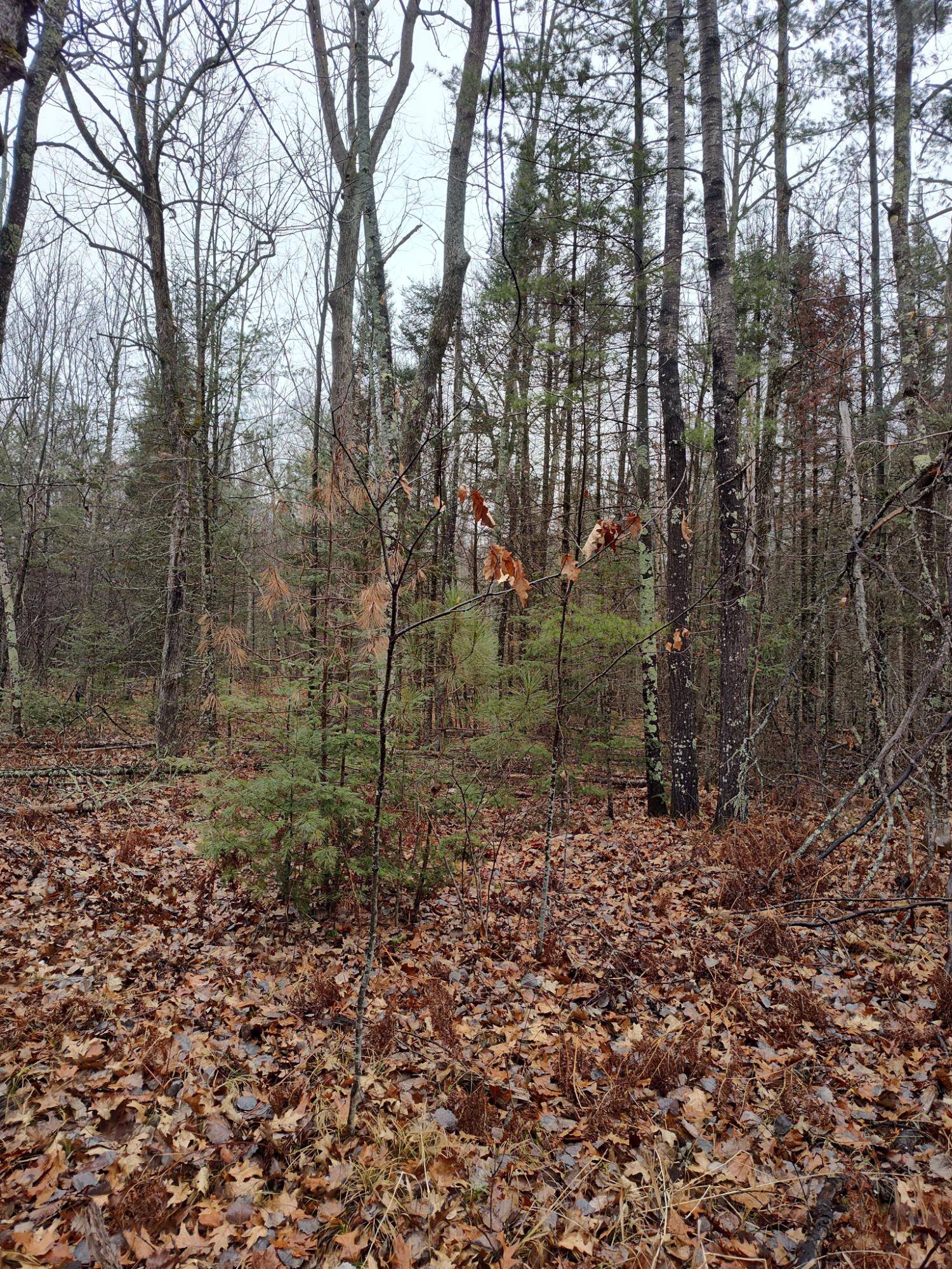 Monico, WI 54501,ON LAKE RD