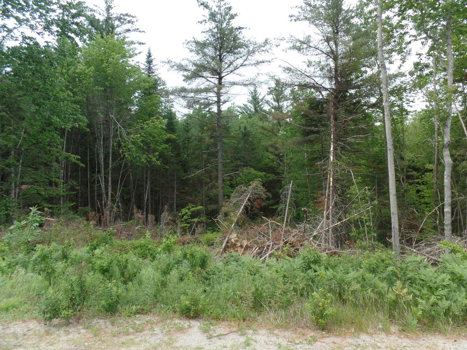 Greenbush, ME 04418,TBD Greenfield RD