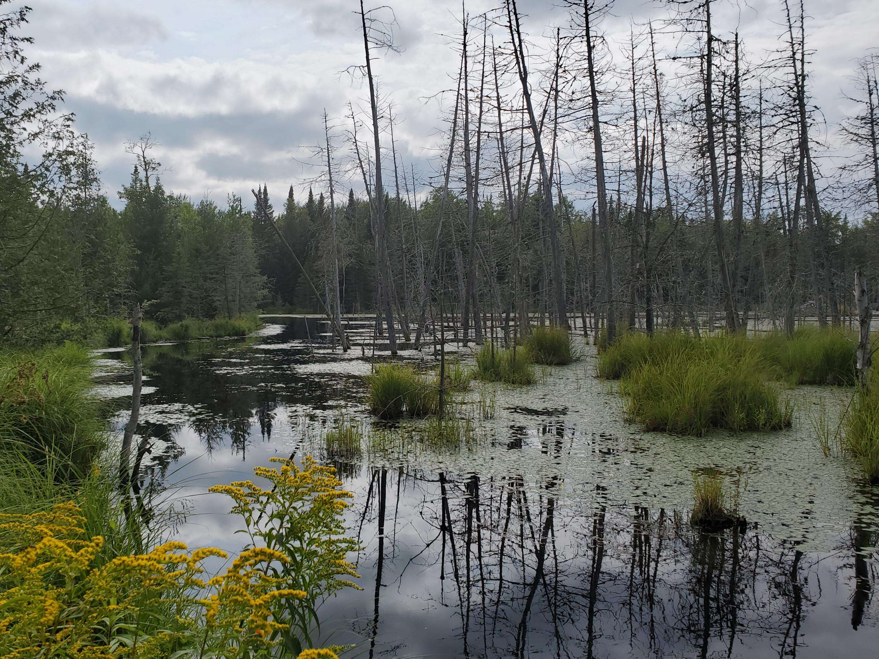 Webster Plt, ME 04487,Lot 6 Tower RD