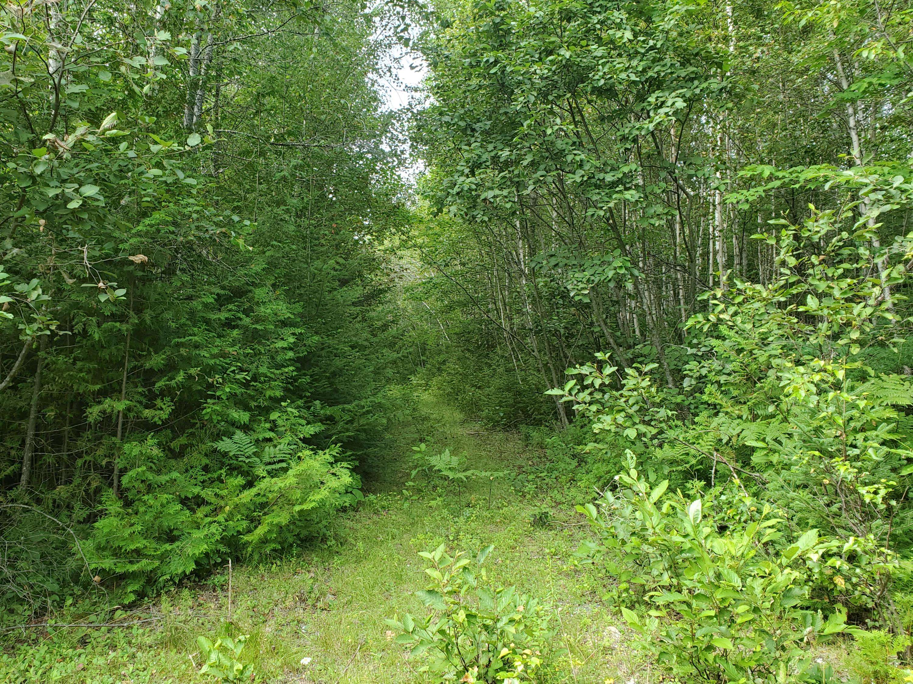 Webster Plt, ME 04487,Lot 6 Tower RD